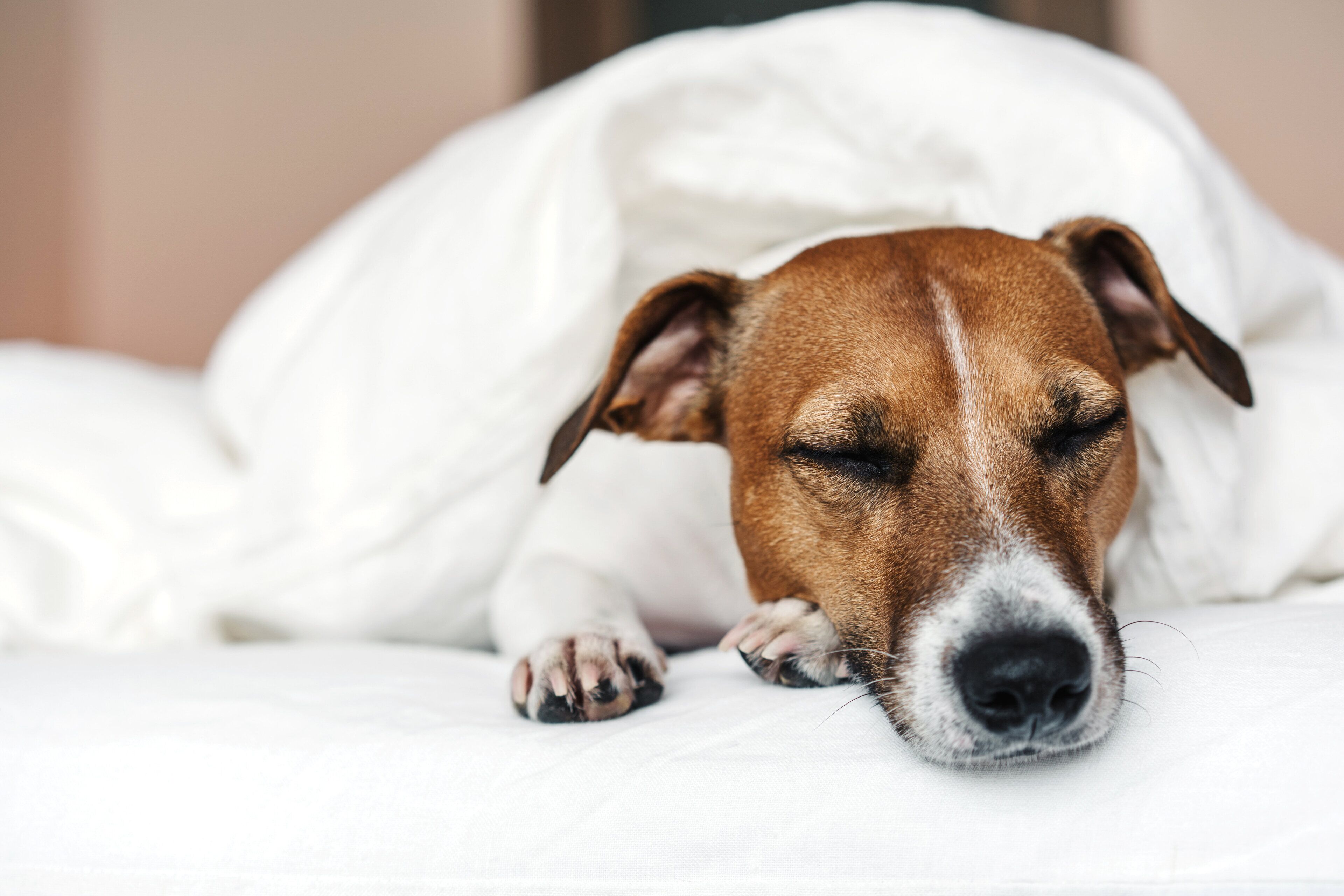 A dog lying on a bed with white bedding.