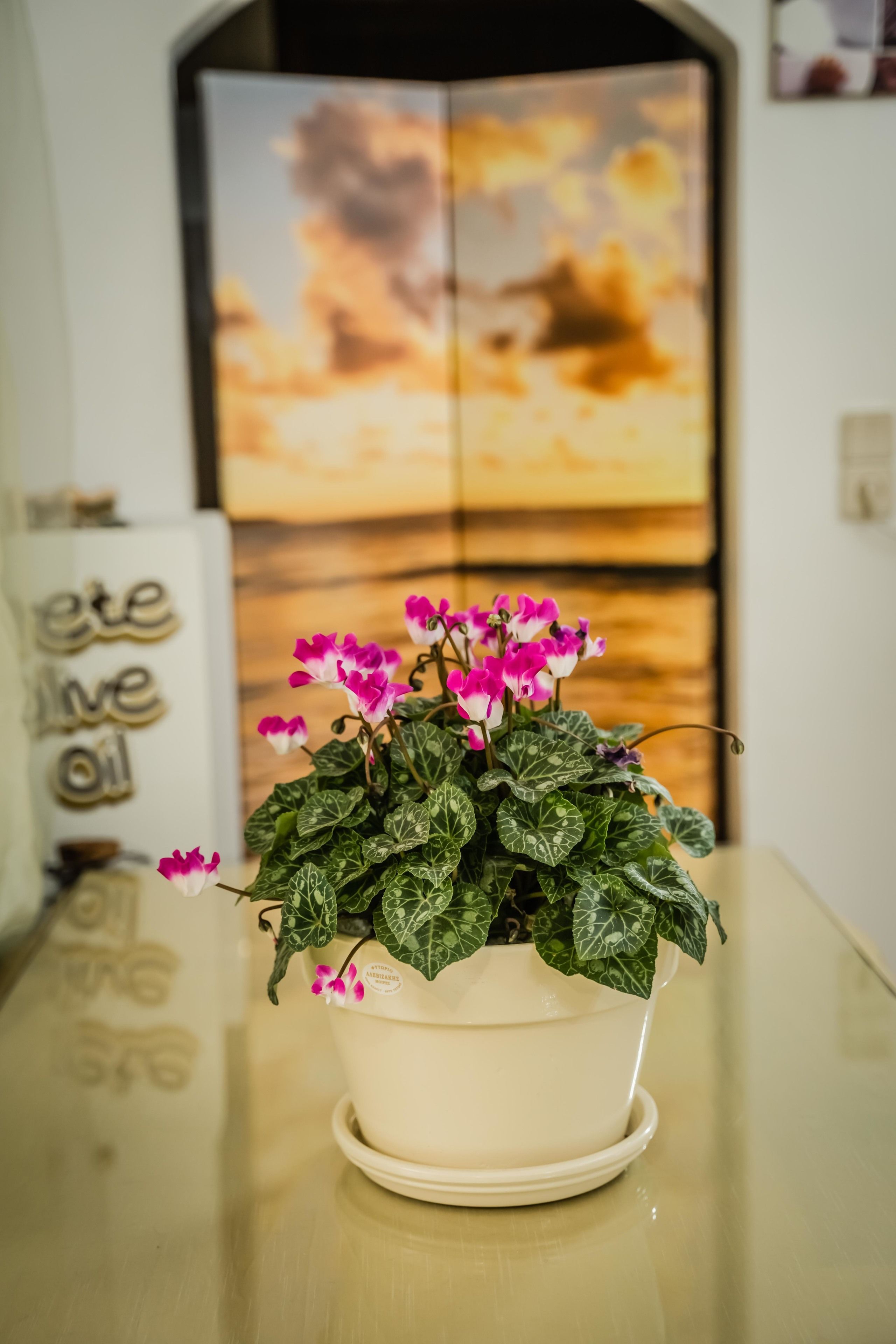 Ein Blumentopf mit rosa Blüten auf einer spiegelnden Oberfläche.