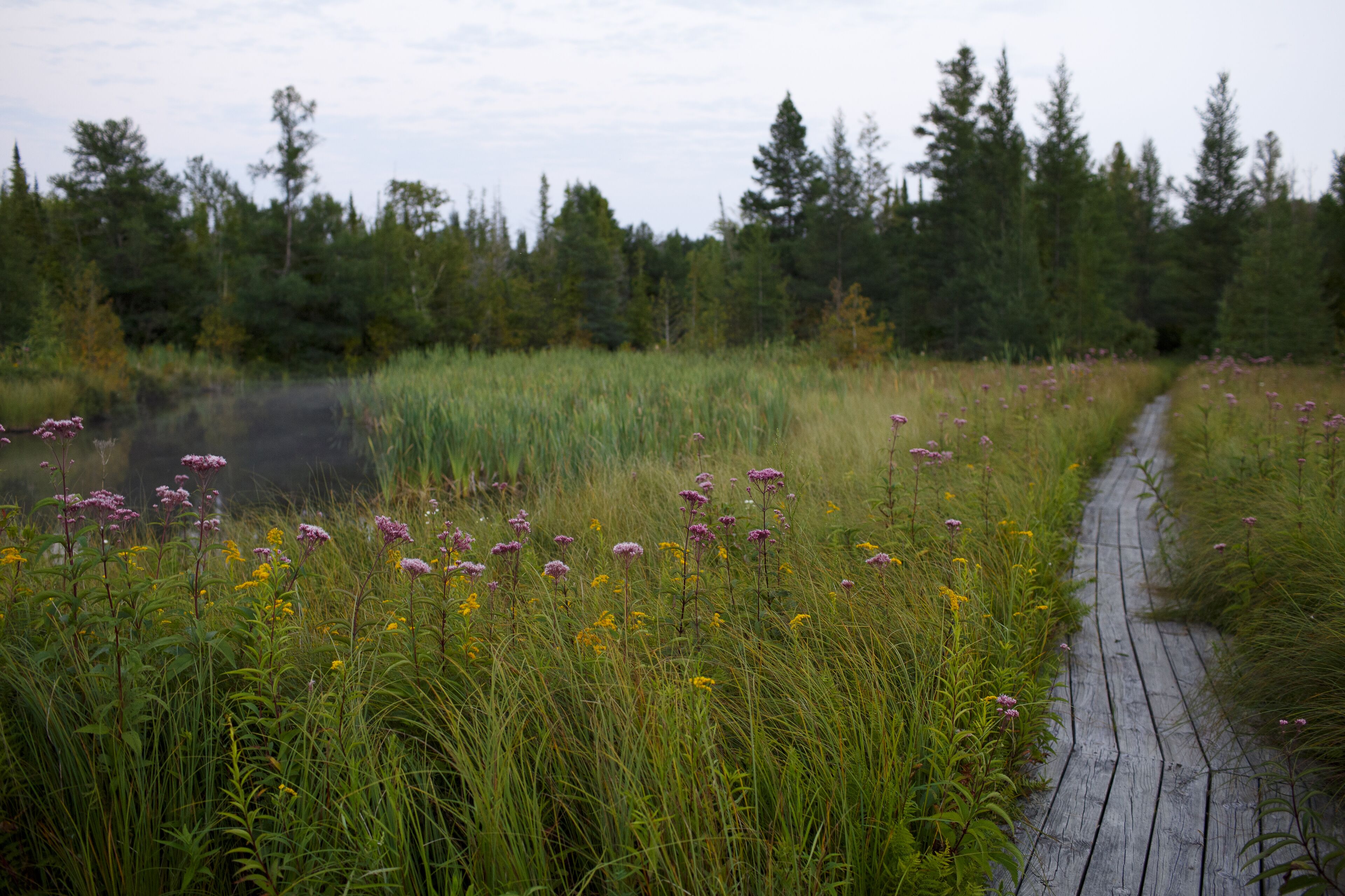 A wooden boardwalk through a grassy field with wildflowers and trees in the background.
