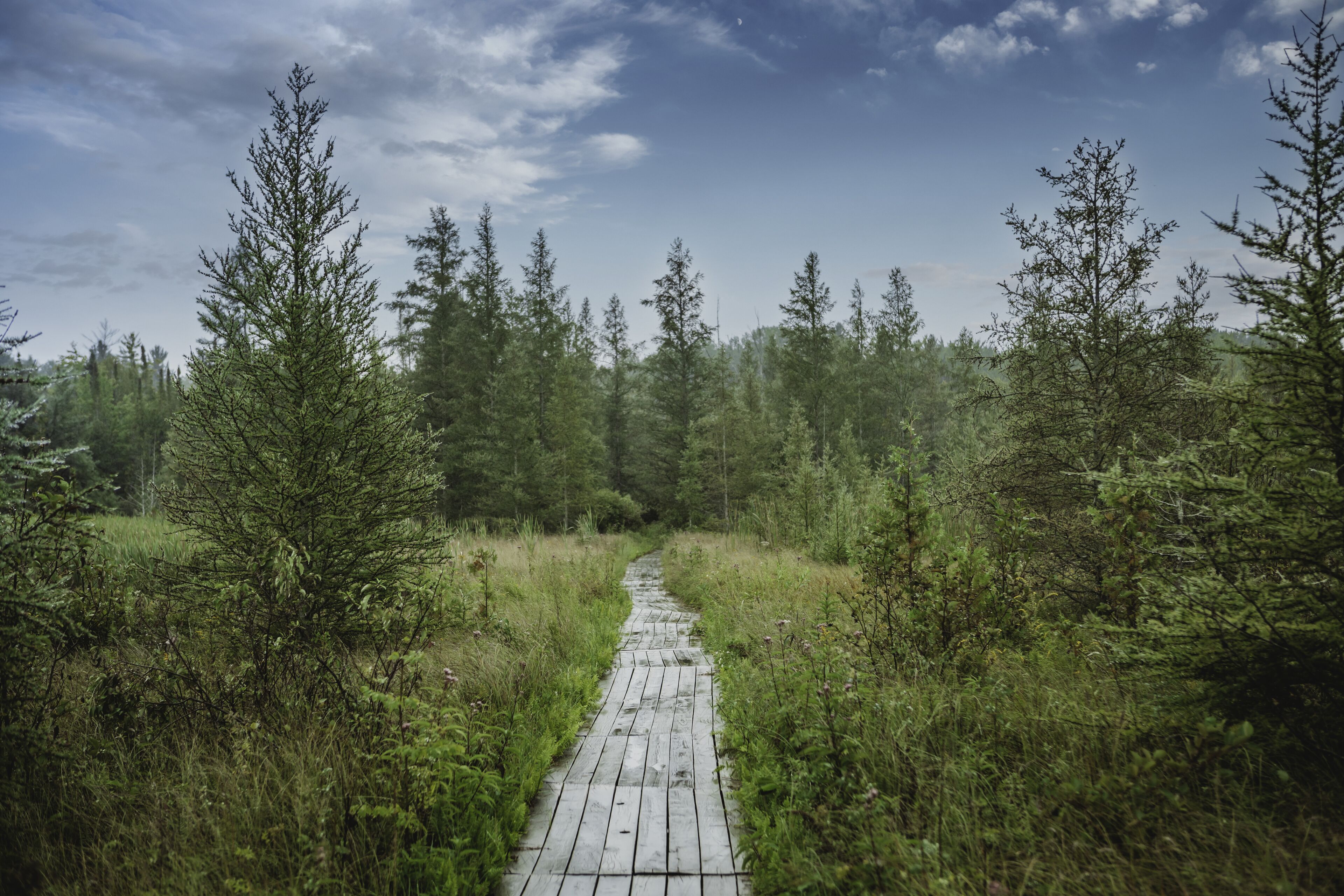 A wooden pathway through a forest.