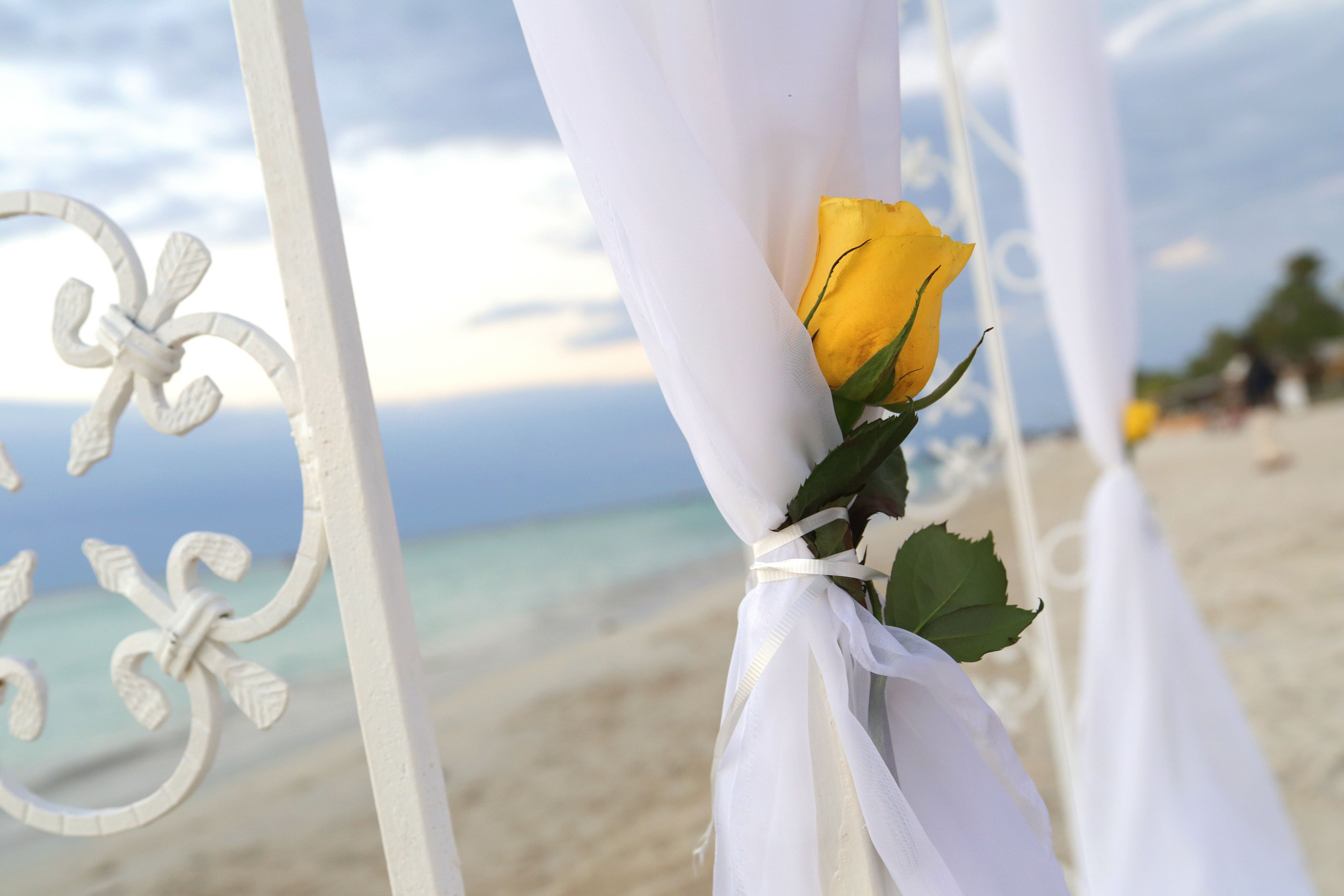 Une structure métallique blanche, ornée d’une rose jaune attachée à celle-ci, surplombe une plage.