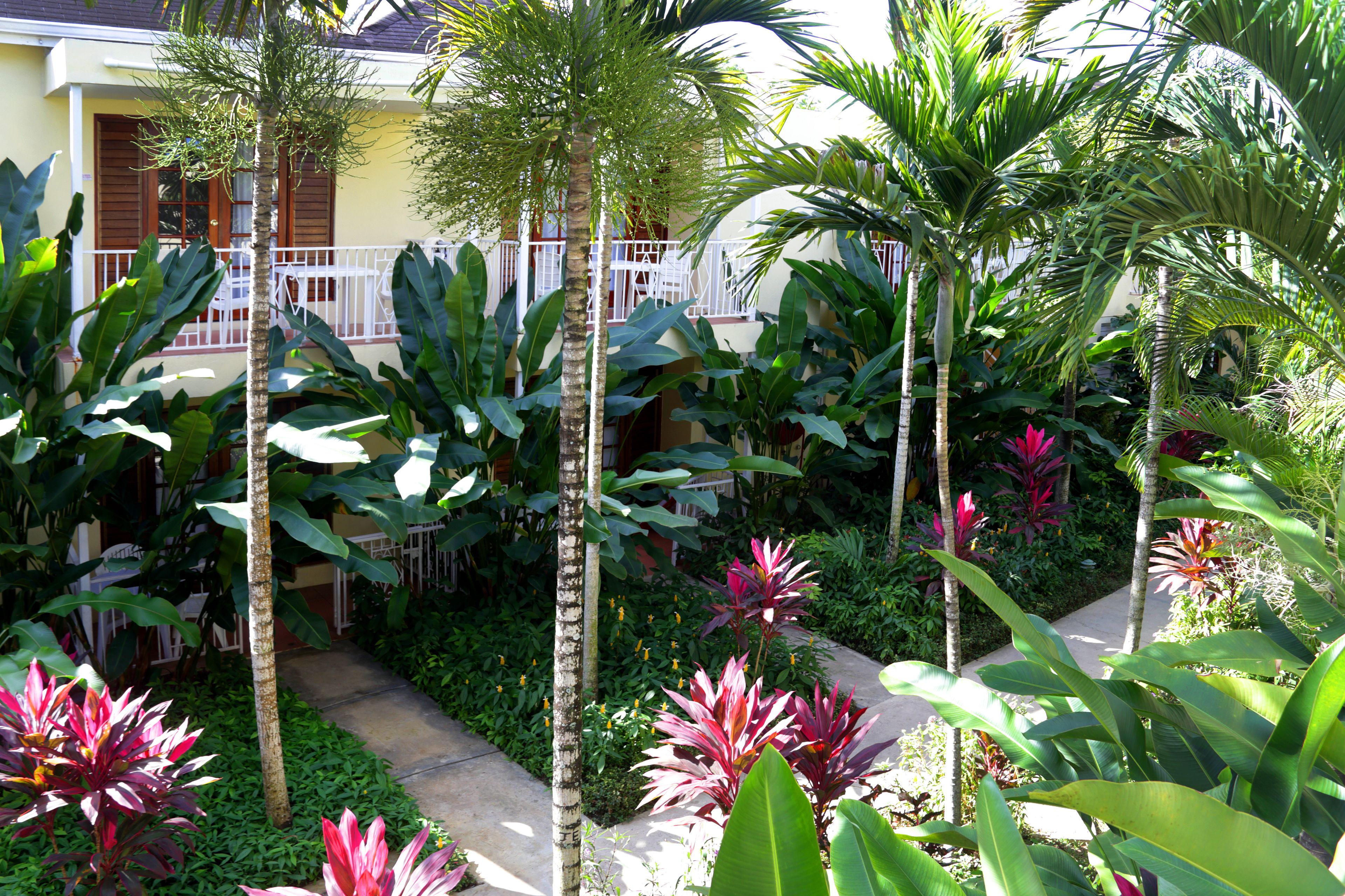 A lush garden with various tropical plants and a pathway leading to a building with a balcony.