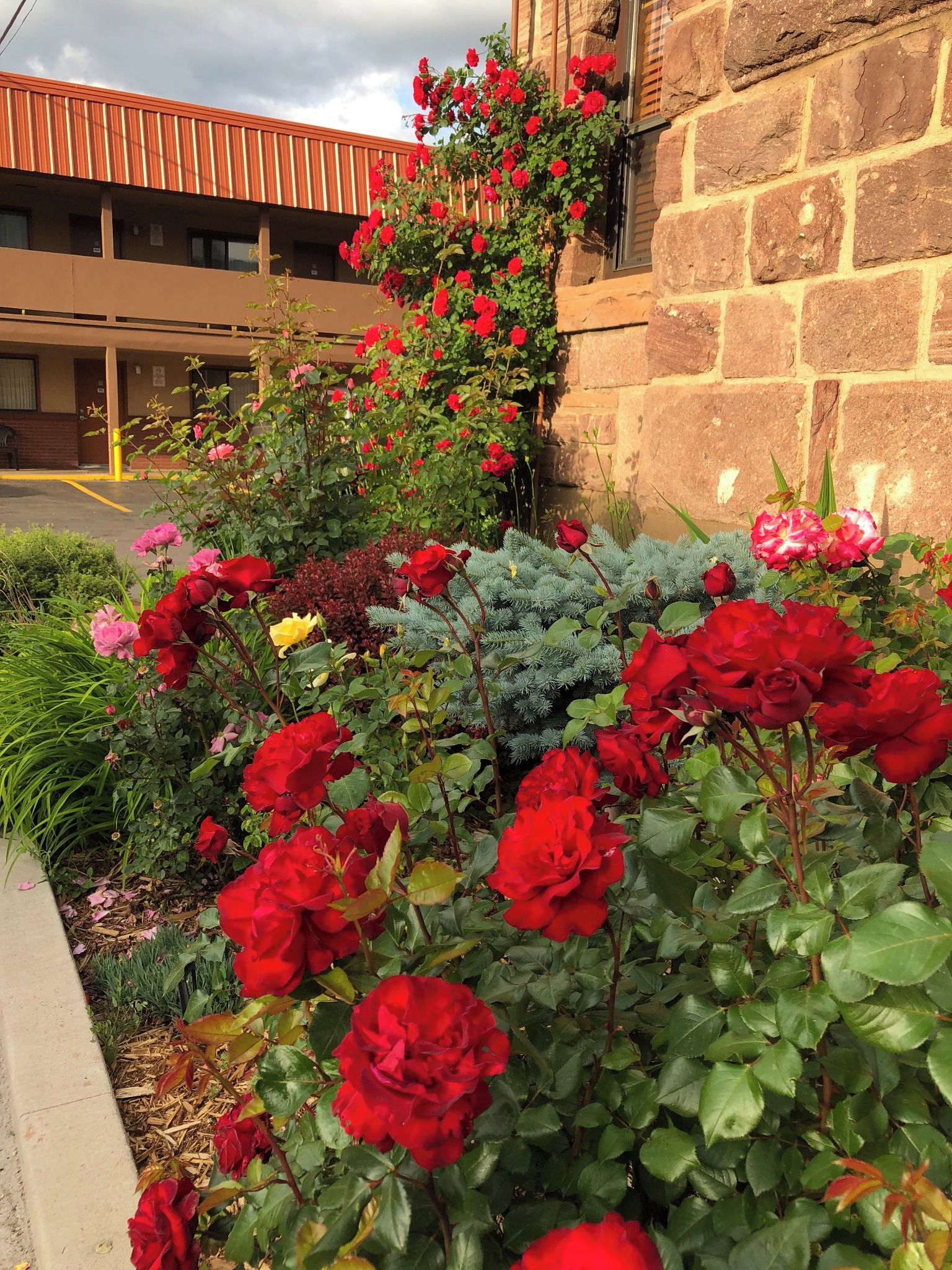 A garden with red roses and other plants in front of a building with a stone wall and a metal roof.