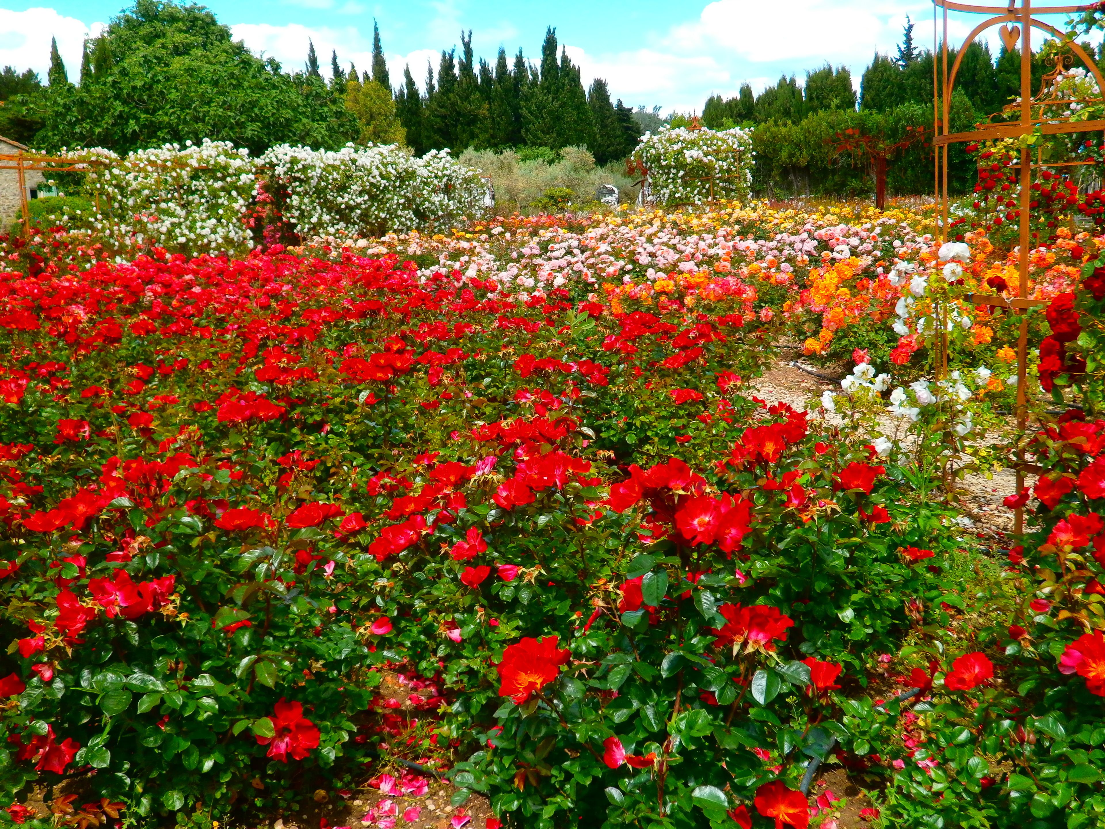 A garden with various flower beds, including red, white, and orange blooms.