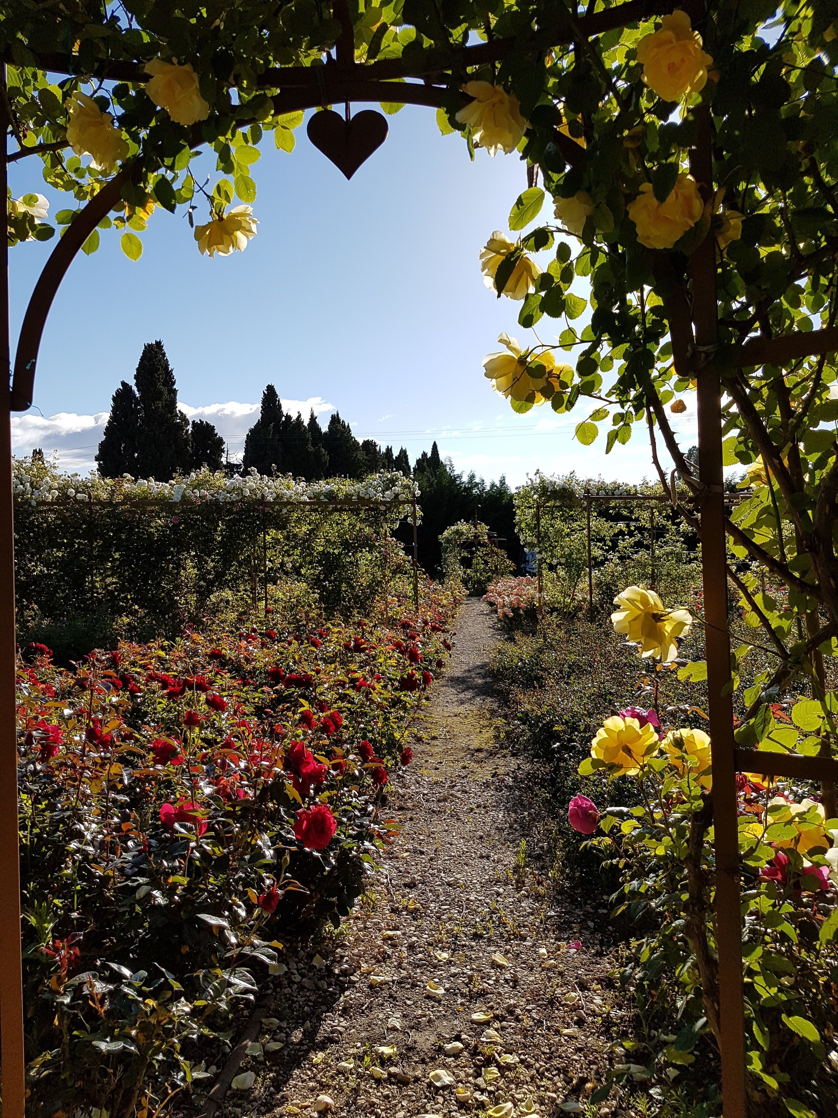 Un chemin de jardin agrémenté d’un motif en forme de cœur, entouré de différentes plantes et arbres en fleurs.