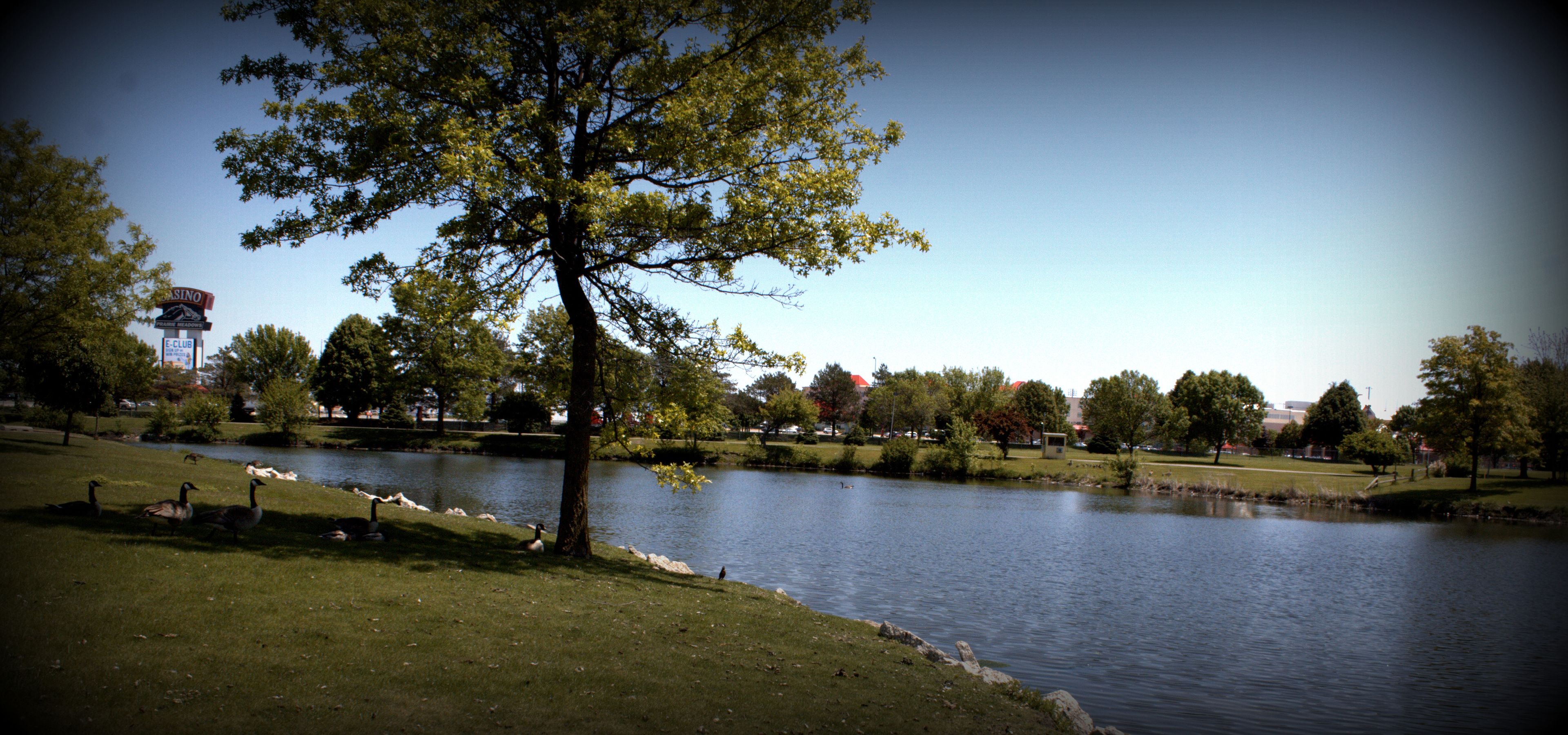 A park with a lake, ducks, and trees.