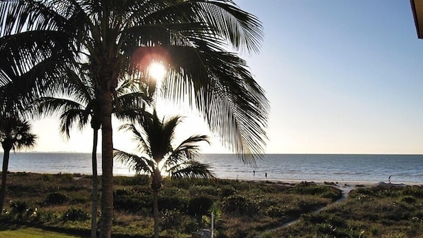 A beach view with palm trees and a pathway leading to the water.