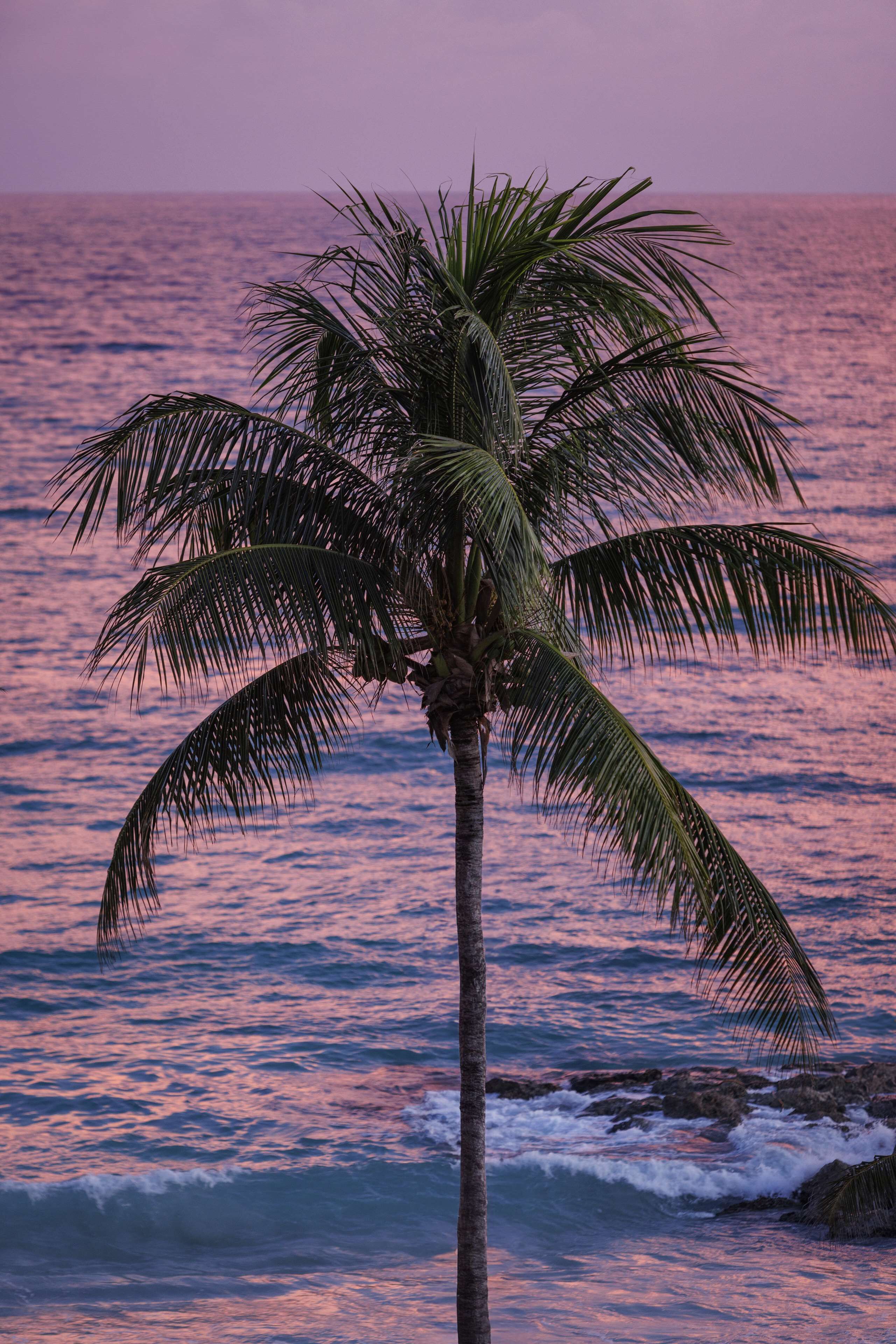 A single palm tree in front of a body of water during sunset.