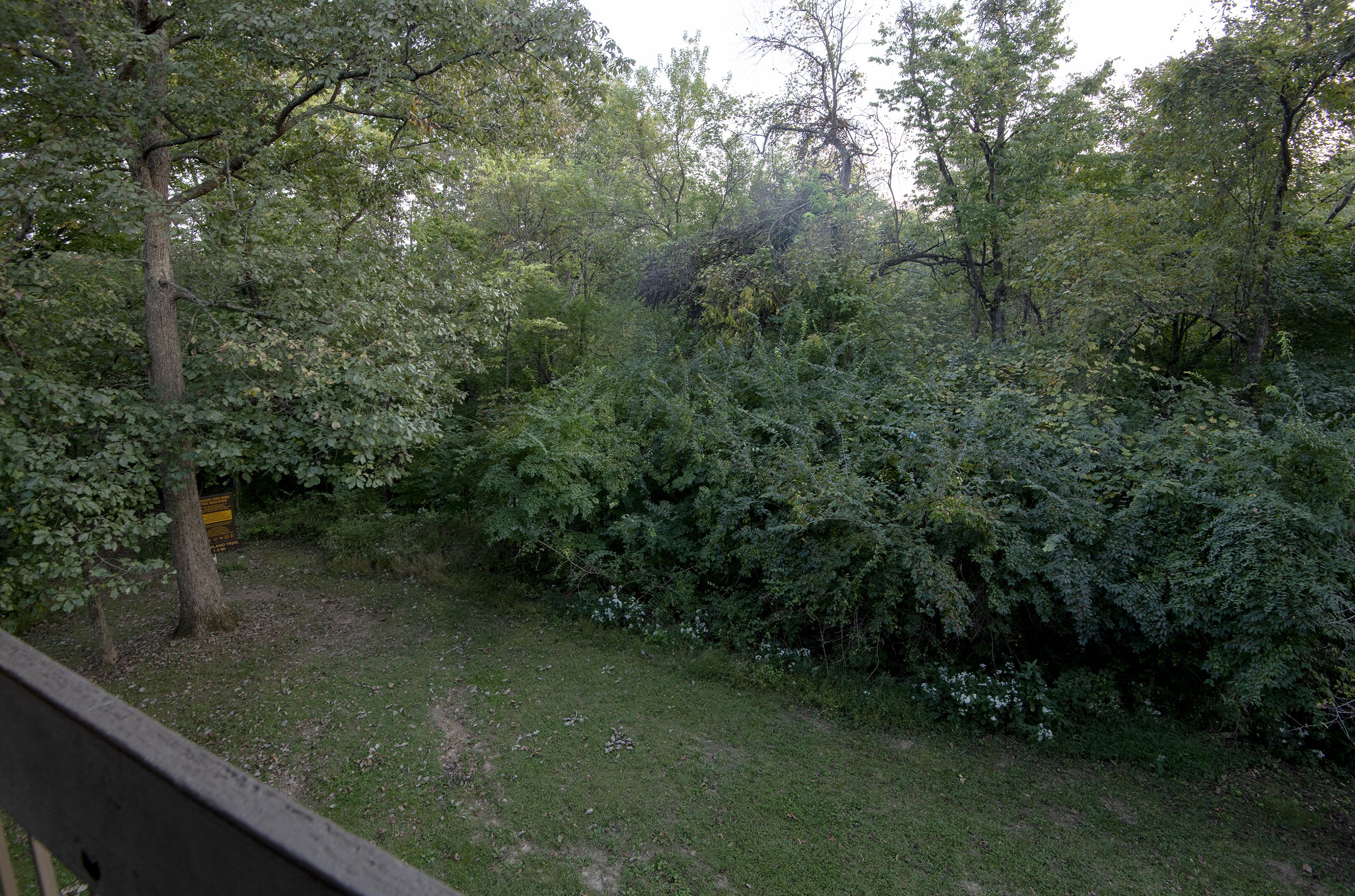 A wooded area with a grassy path and a wooden fence.