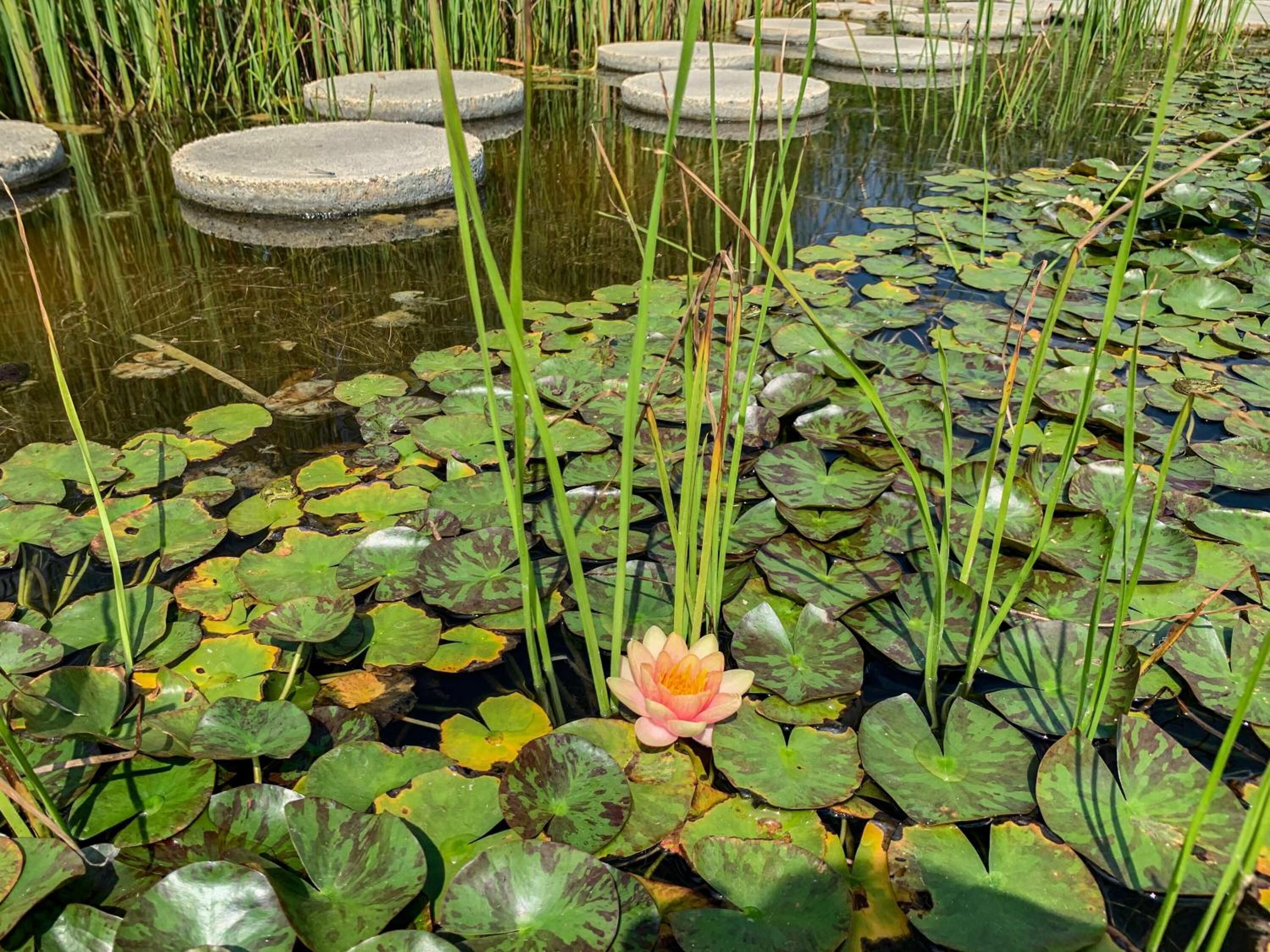 A pond with lily pads and a single blooming water lily.