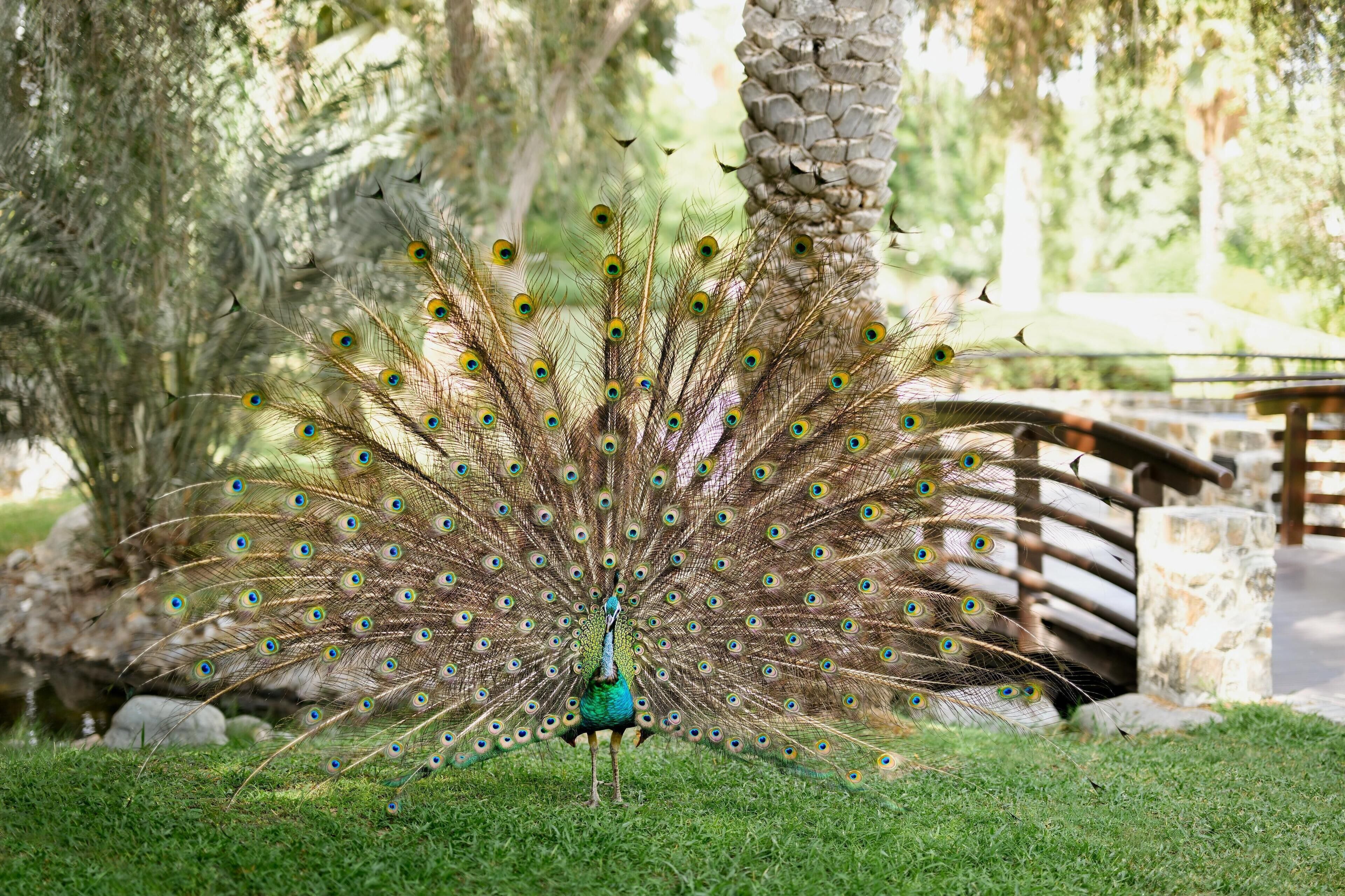 Foto - JA Palm Tree Court, Dubai