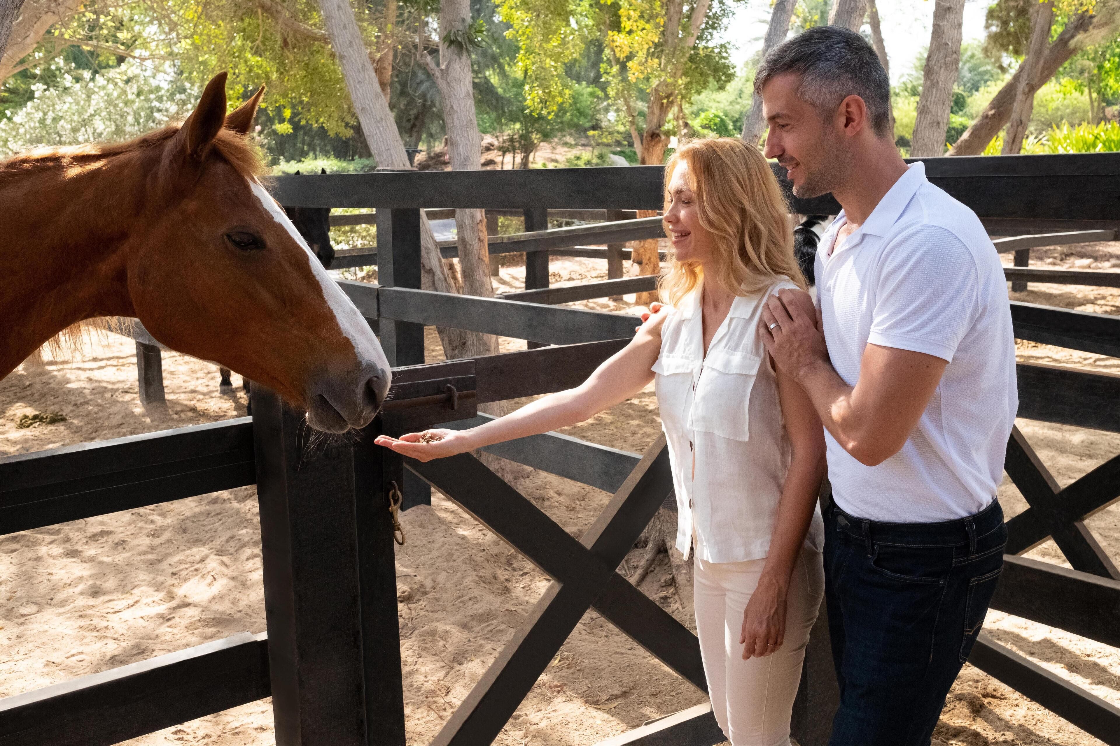Una pareja alimenta a un caballo en un área cercada, con árboles al fondo.