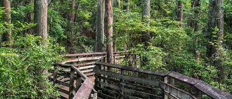 A wooden boardwalk through a dense forest.