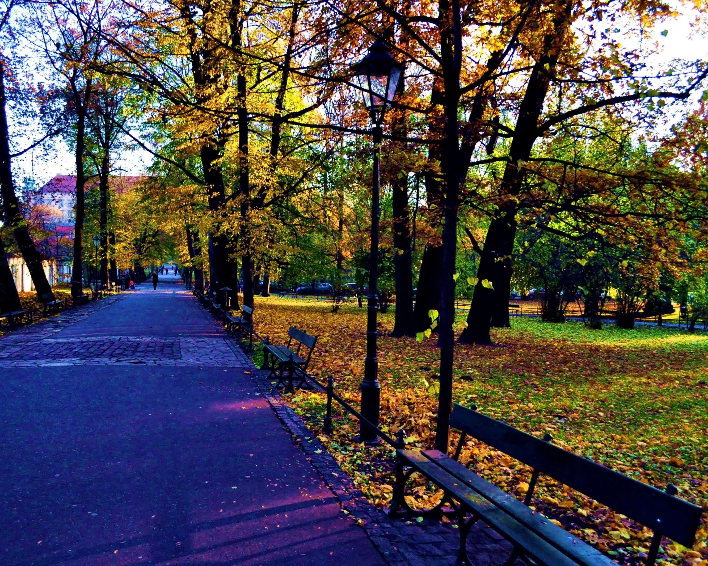 A park pathway lined with benches and trees with autumn leaves.