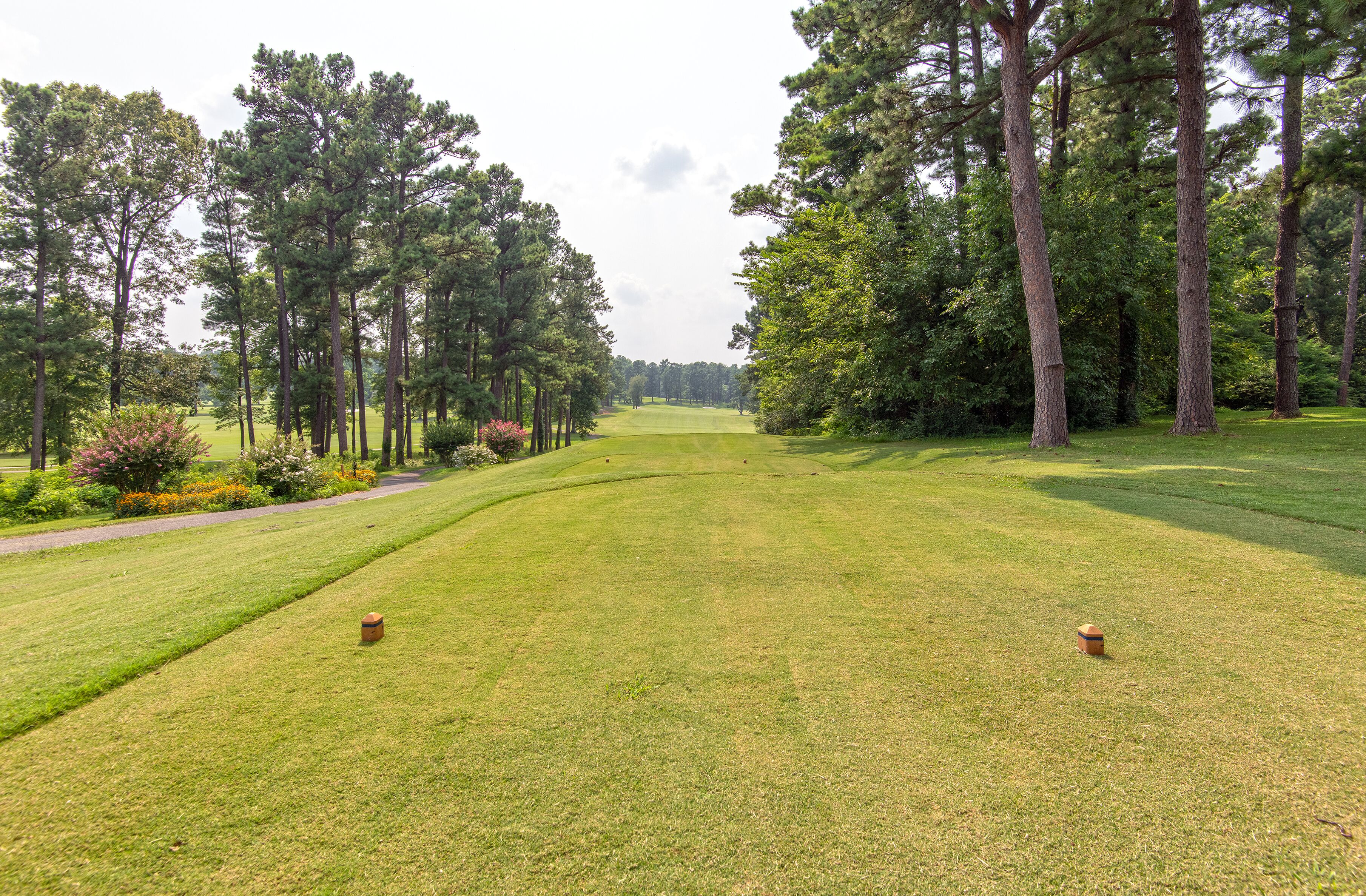 A well-maintained golf course with a clear path, surrounded by tall pine trees and a variety of shrubs.