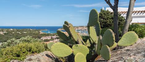 A cactus plant on rocky terrain with a coastal town and ocean in the background.