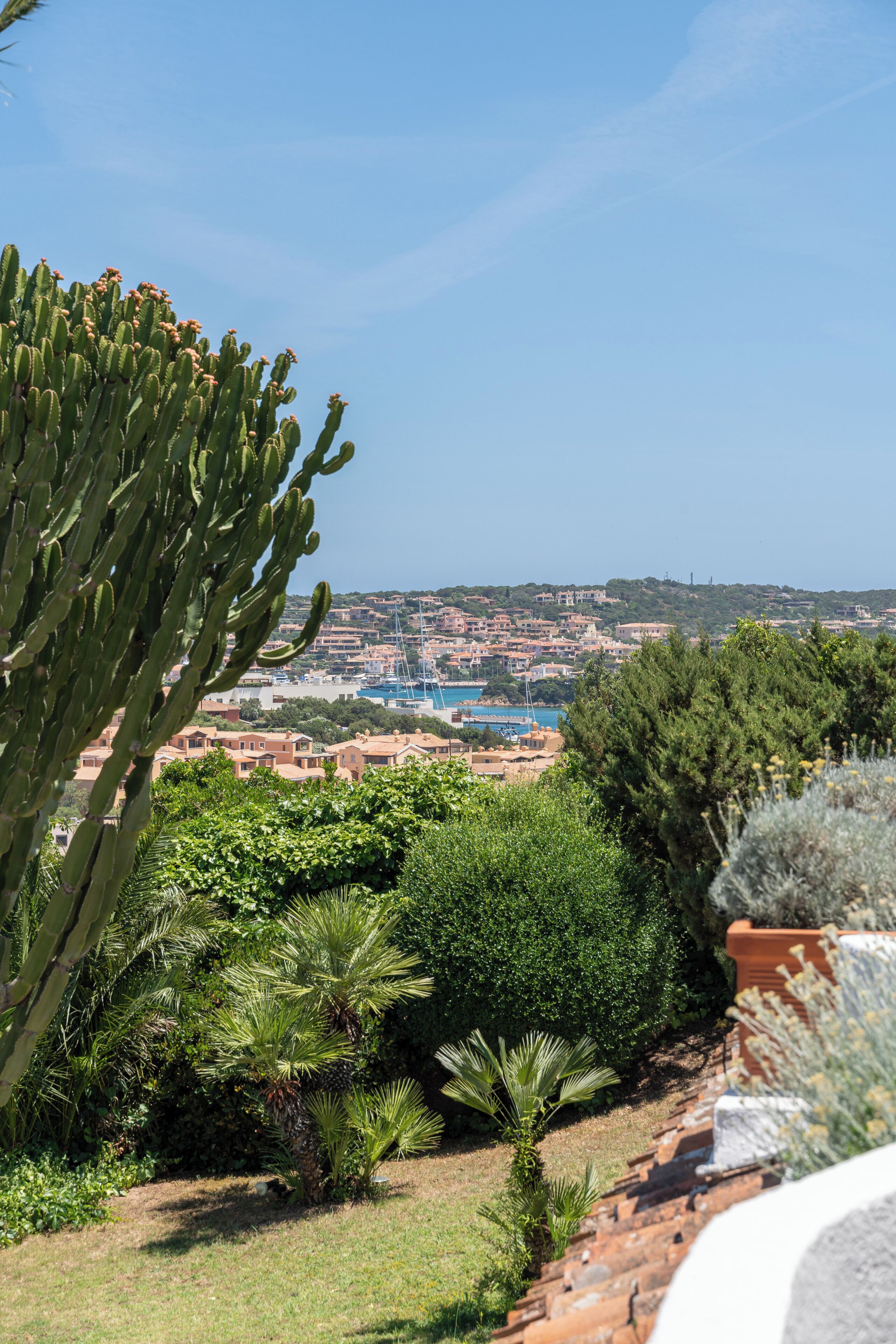 A garden with a cactus, palm trees, and a view of a coastal town.