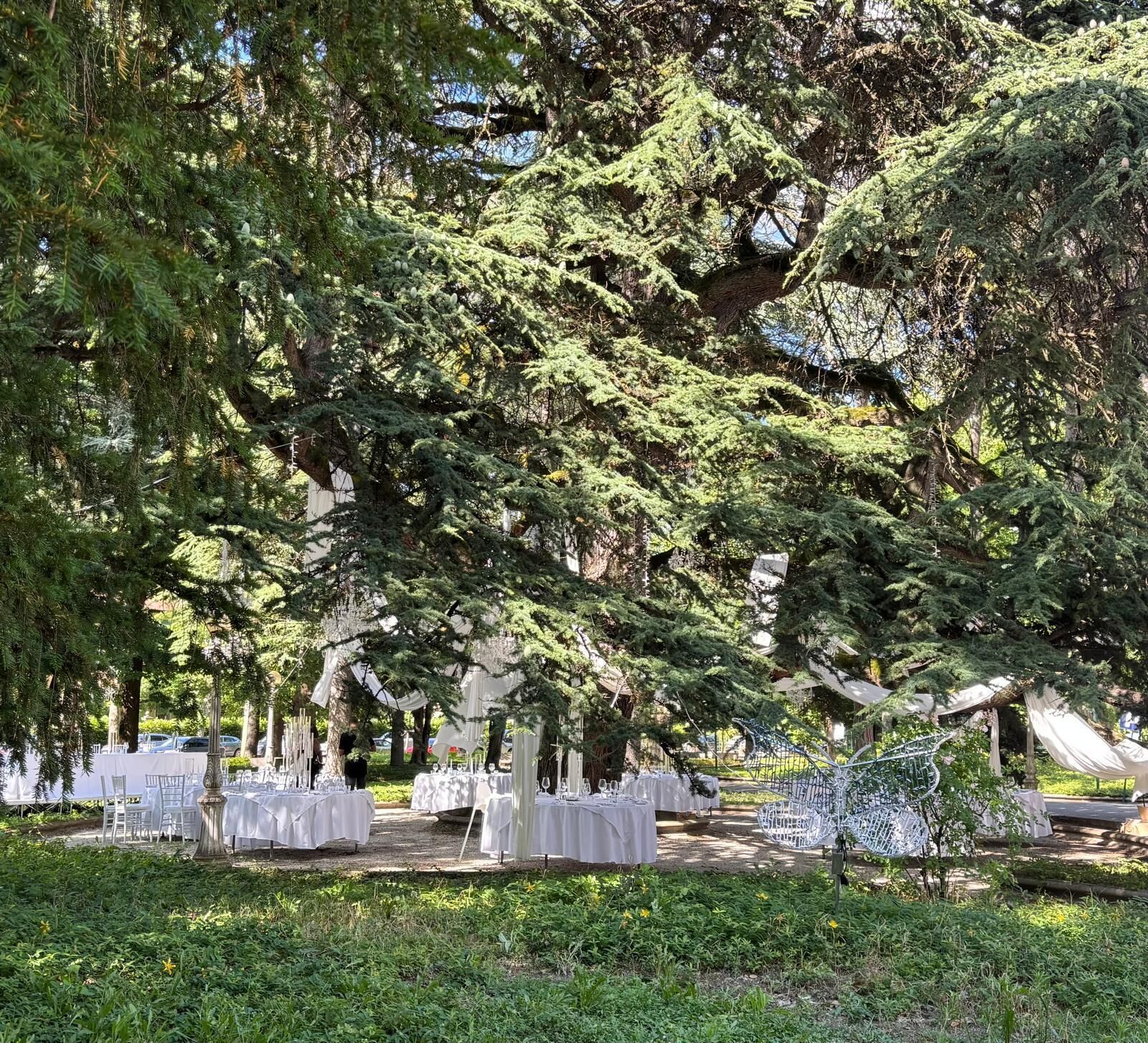 An outdoor event with tables set up under large trees, surrounded by greenery.
