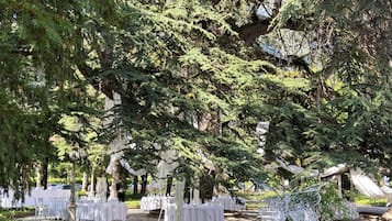 An outdoor event with tables set up under large trees, surrounded by greenery.