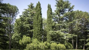 Un paisaje natural con árboles altos y un campo cubierto de hierba.
