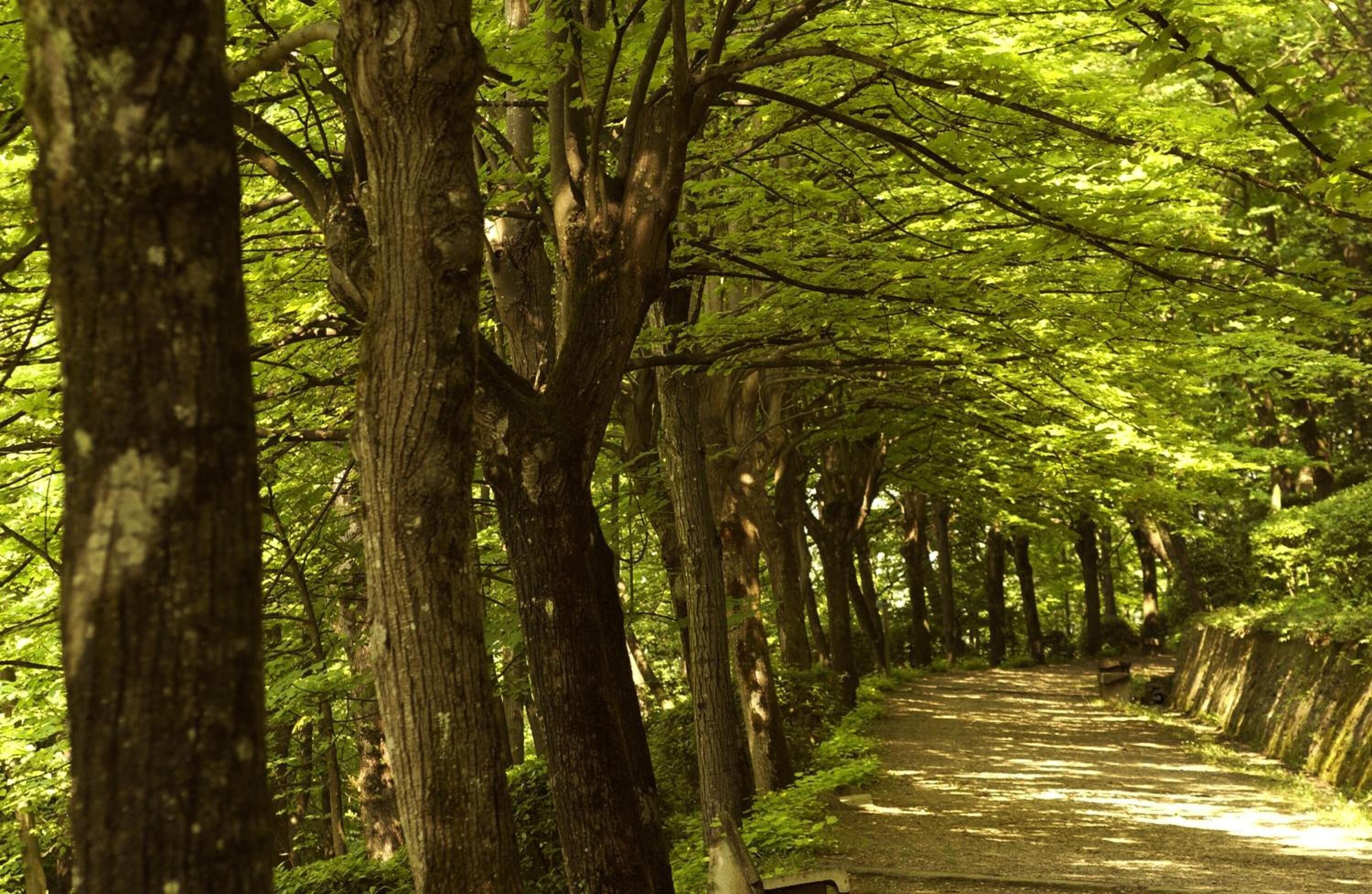 Un sentier bordé d’arbres, qui traverse une forêt, avec un banc placé le long du chemin.
