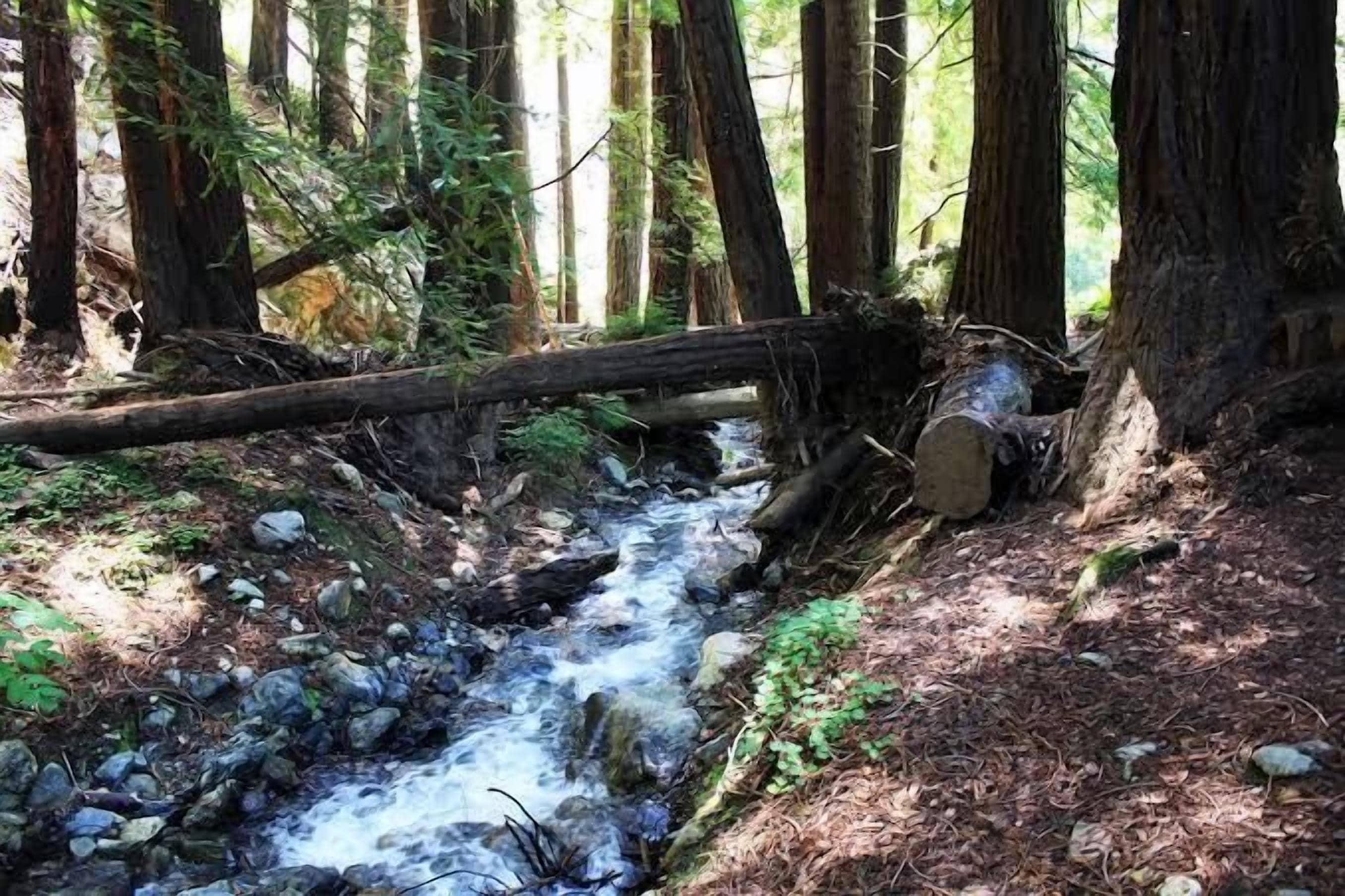 A forest stream with fallen logs and rocks.