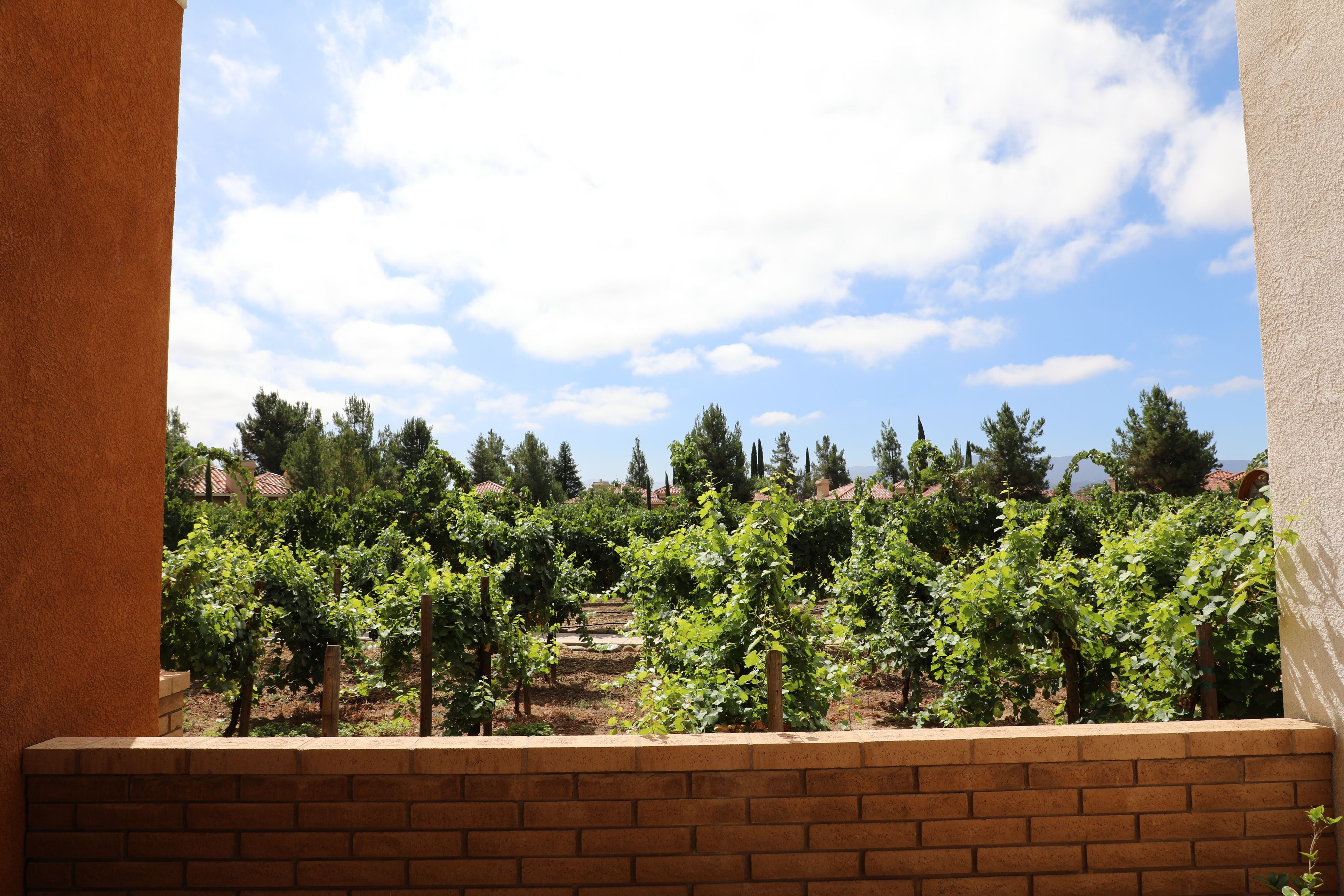 A vineyard with rows of grapevines and a brick wall in the foreground.