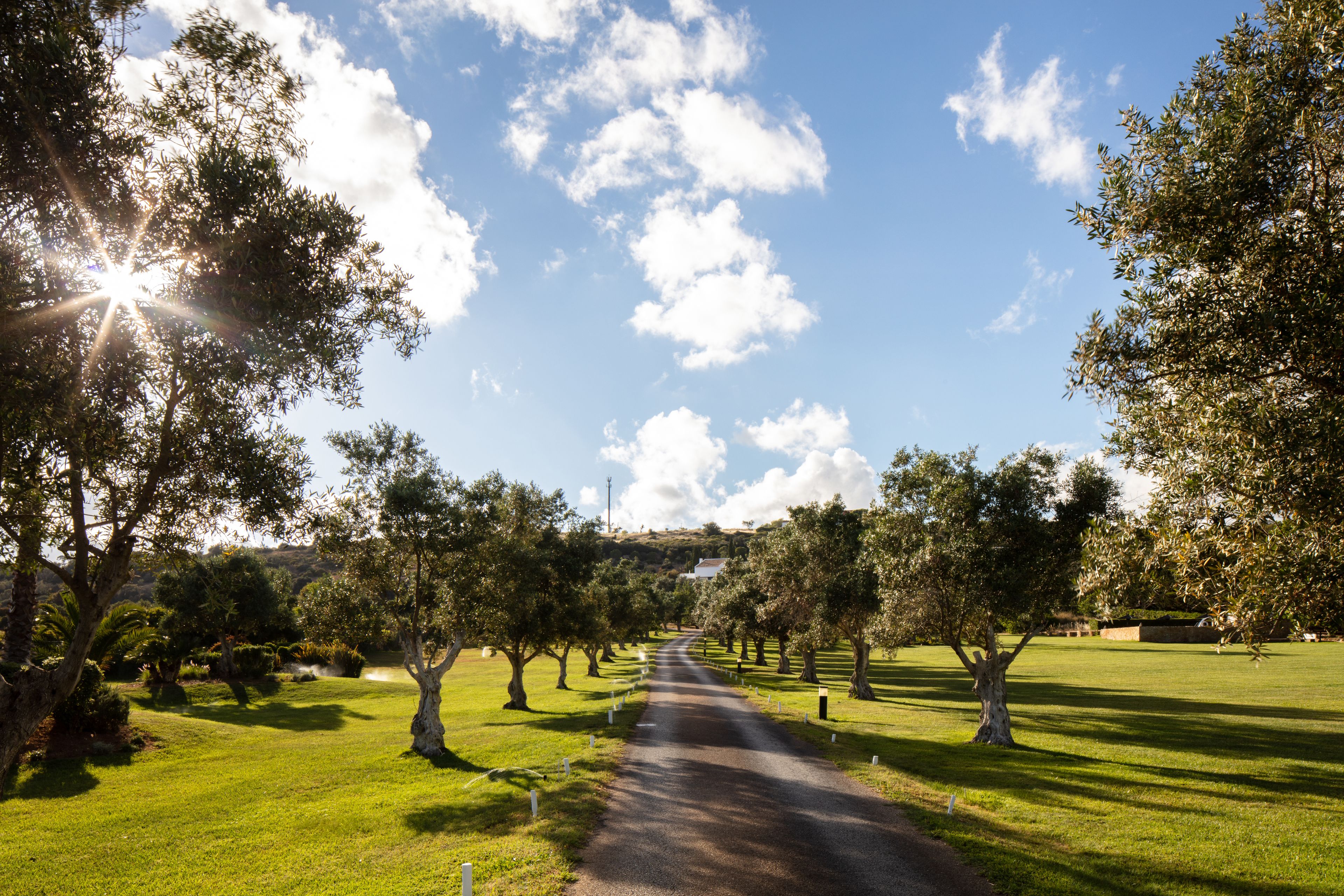A pathway lined with trees and grass, leading towards a distant building.