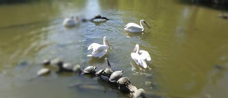 A pond with swans and turtles.