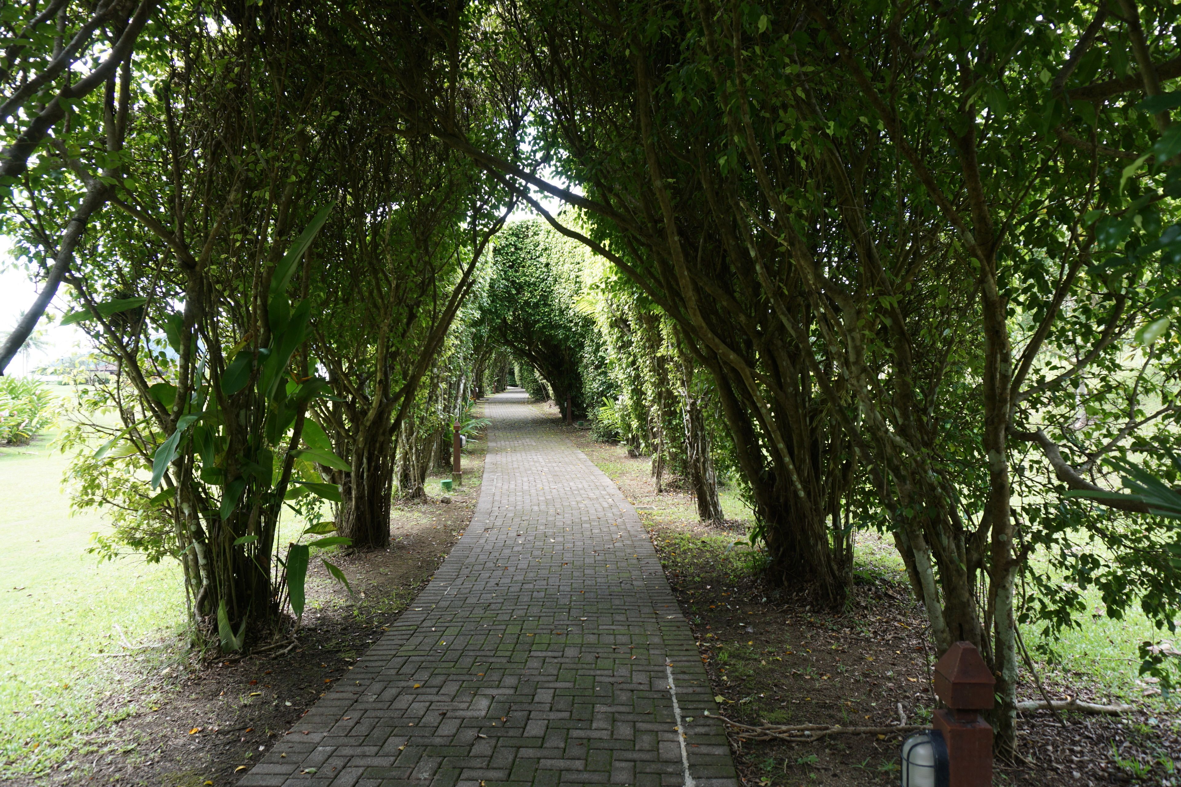 A paved pathway surrounded by trees in a park.