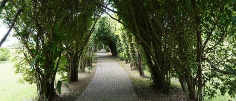 A paved pathway surrounded by trees in a park.