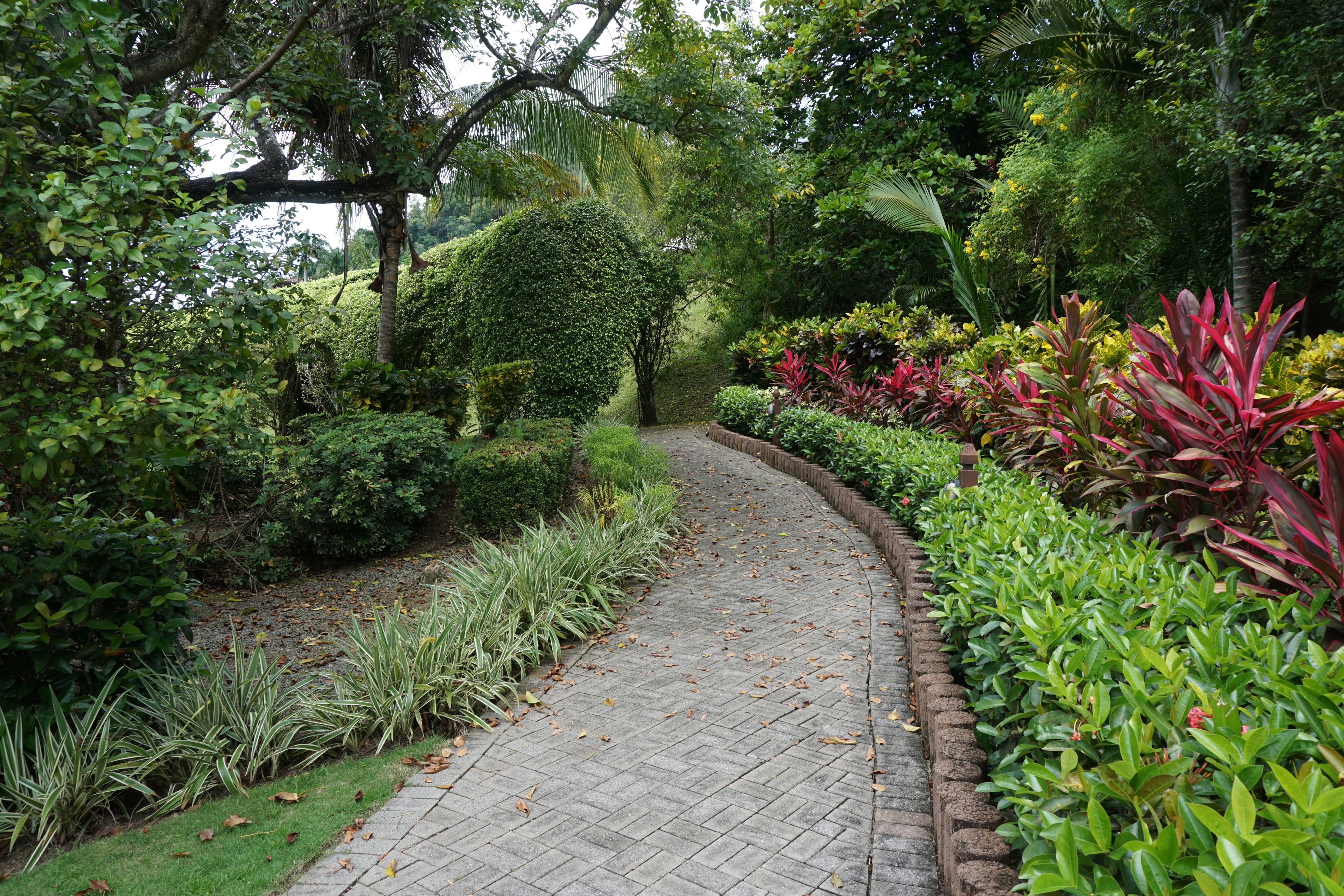 Un camino pavimentado en un jardín rodeado de abundante vegetación y plantas diversas.