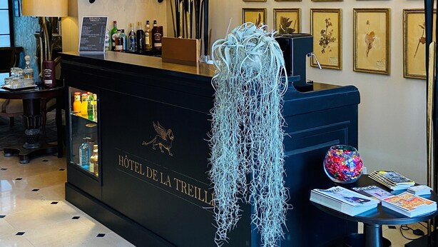 A hotel reception desk with a chandelier, framed botanical prints, and a glass display case. - Hotel de la Treille (Lille)