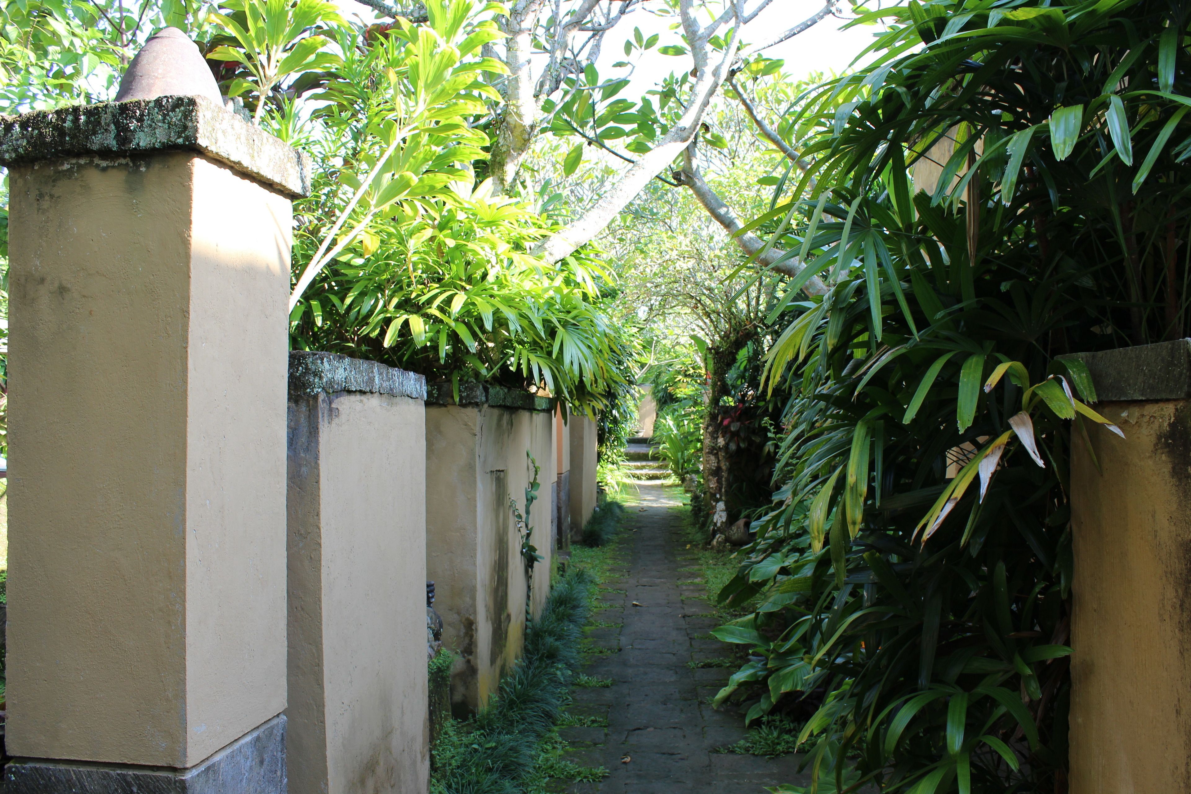 A narrow pathway flanked by lush greenery and a beige wall with a decorative top.