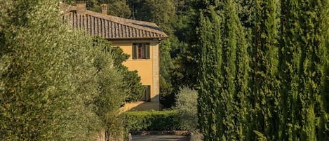 A rural road leading to a house surrounded by trees and vegetation.