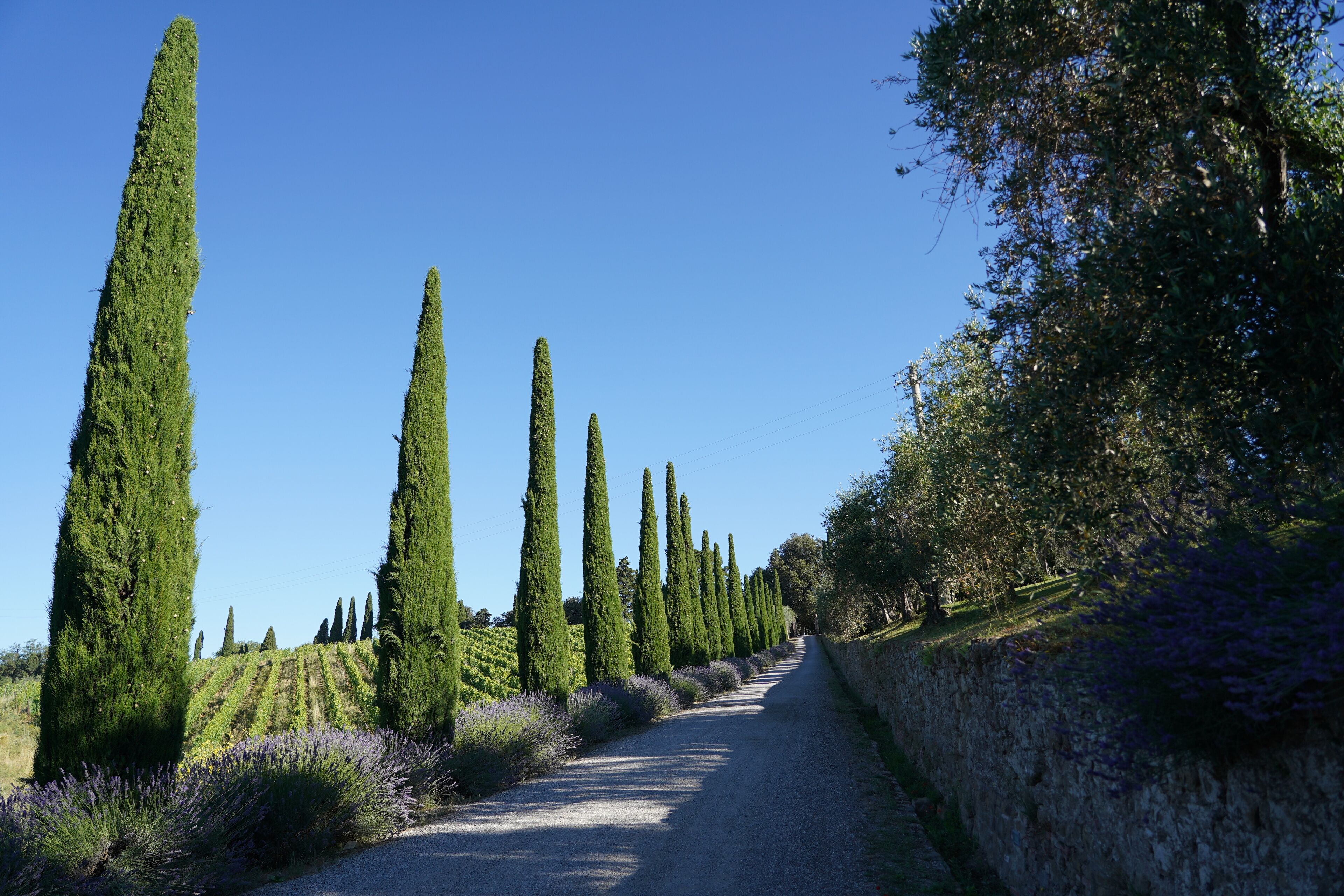 Un chemin de gravier bordé de cyprès majestueux et de champs de lavande.