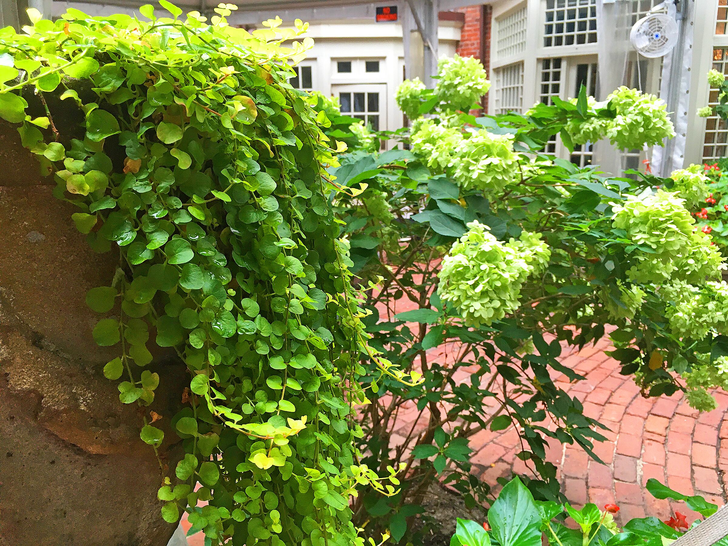 Foto - Morris House Hotel