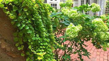 A garden with ivy and hydrangea plants, a brick pathway, and a building with windows in the background.