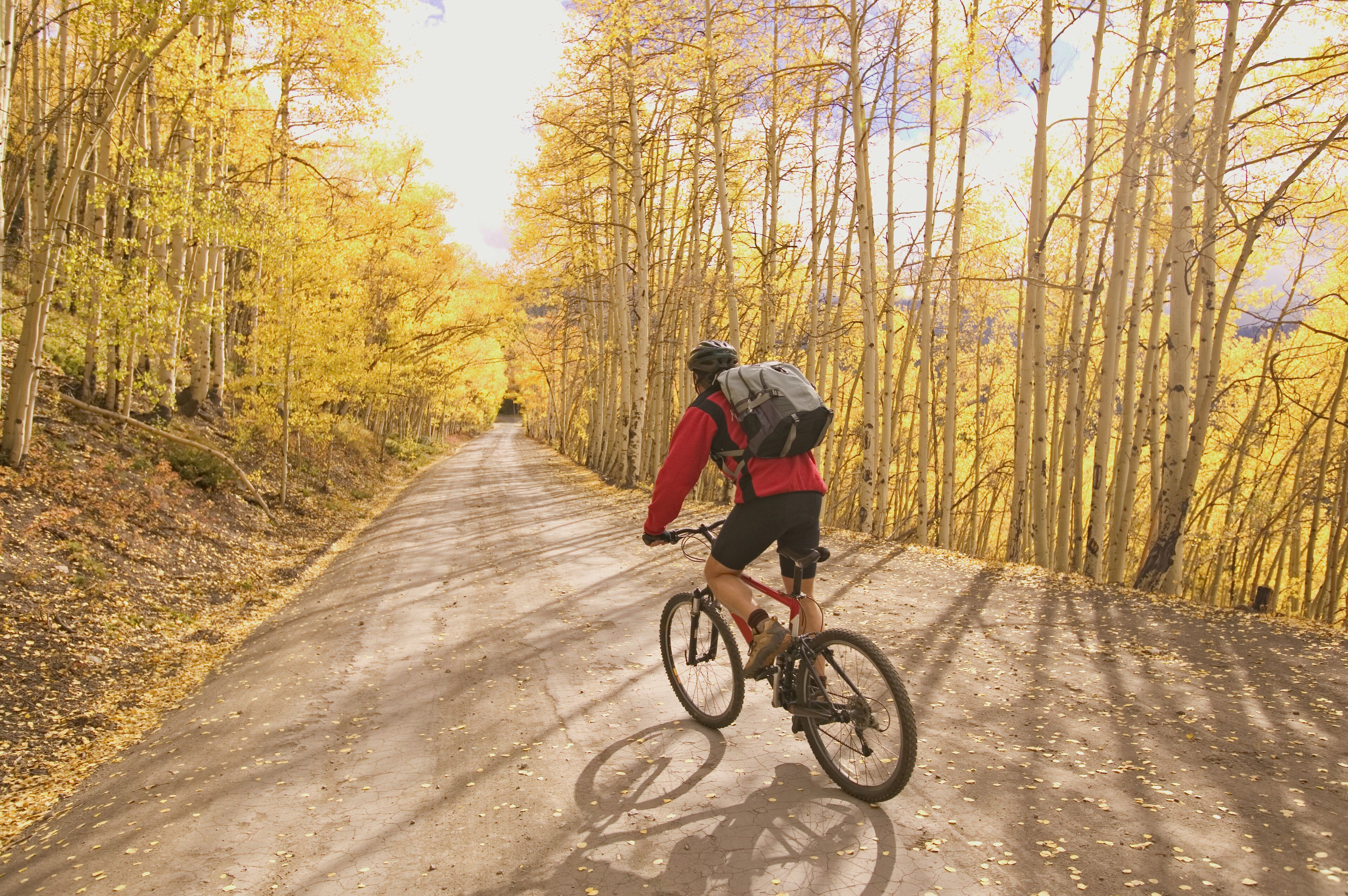 A cyclist on a dirt path surrounded by trees.