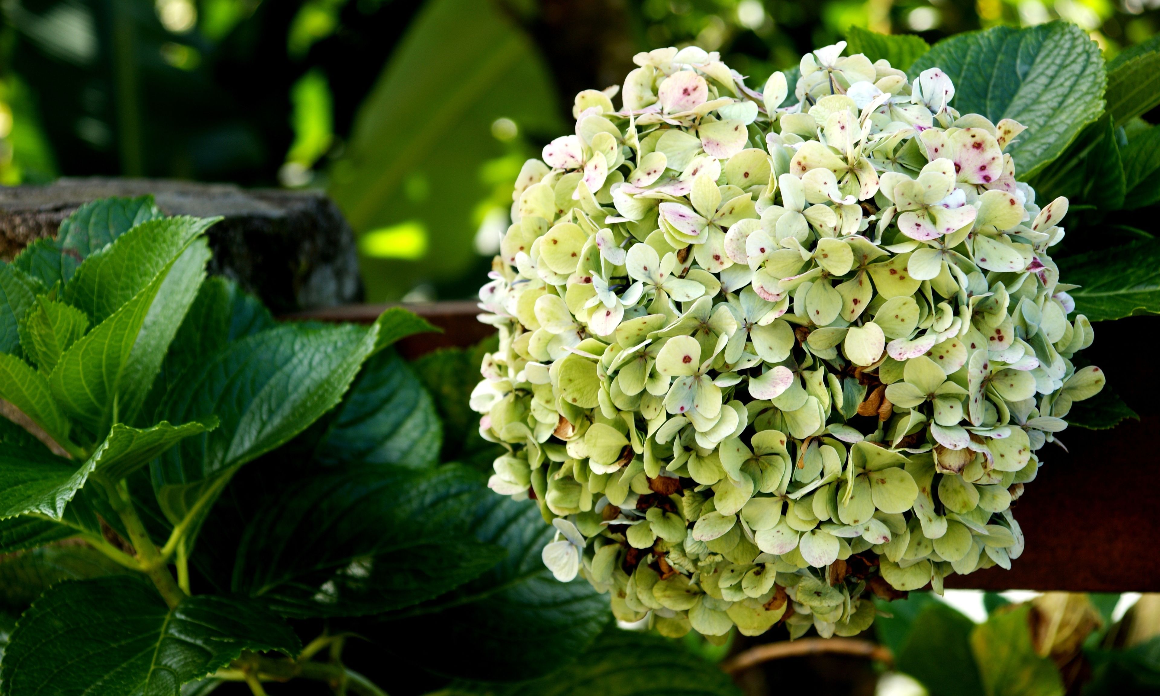 Un grupo de flores de hortensia verde pálido con centros rosados, rodeadas de hojas verde oscuro.