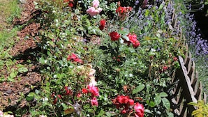 Un jardín con diversas flores, entre ellas rosas y lavanda.