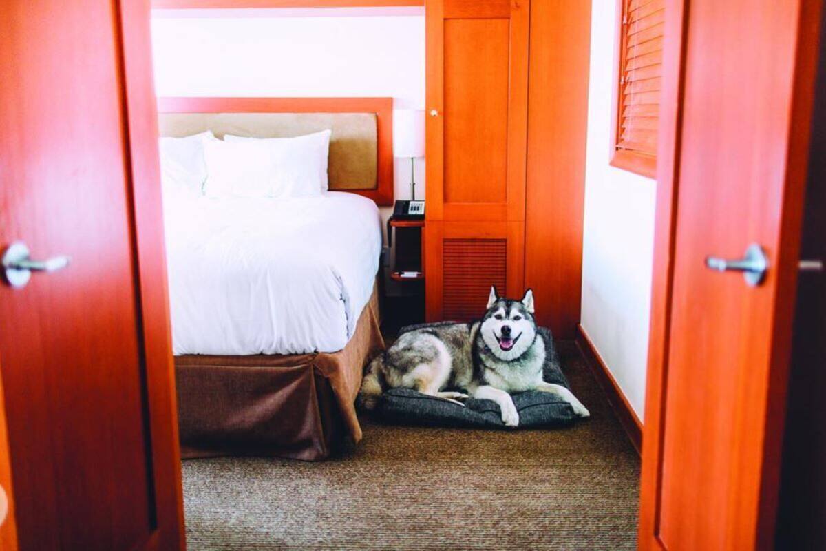 Premium bedding, in-room safe, laptop workspace, blackout curtains