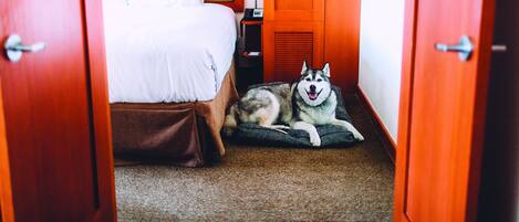A hotel room with a bed, a nightstand, a lamp, and a dog lying on a rug.