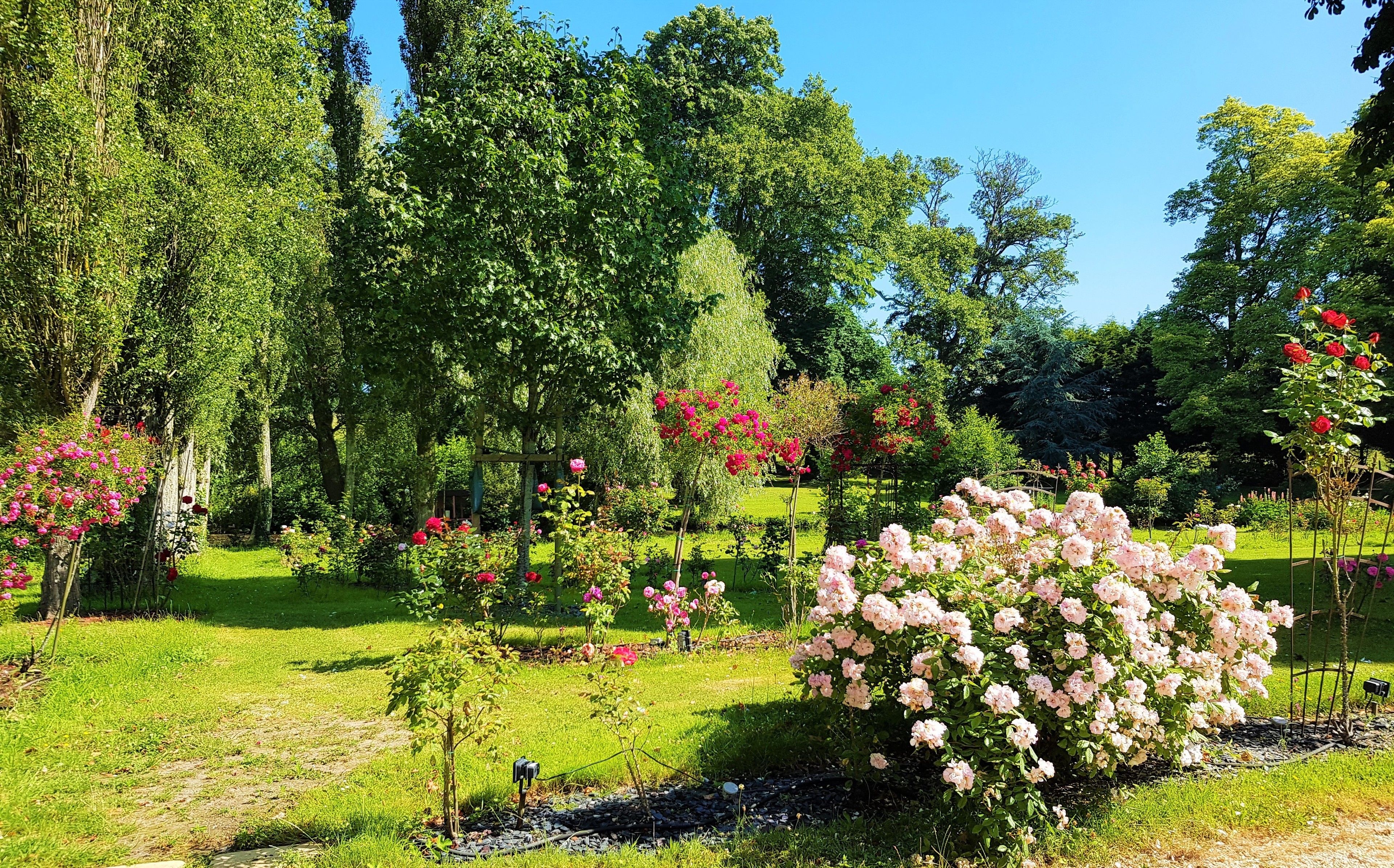 A lush garden with various flowering plants and trees.