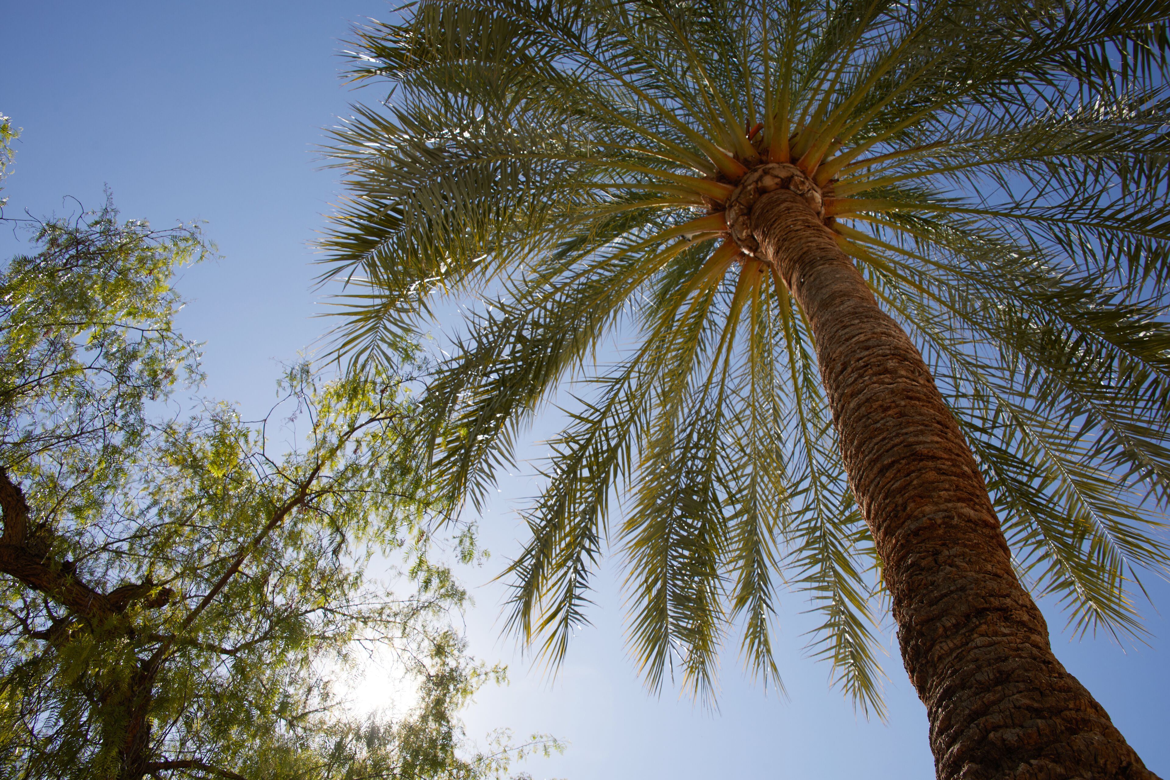 outdoor pool, open 9:00 am to 6:00 pm, pool umbrellas, pool loungers