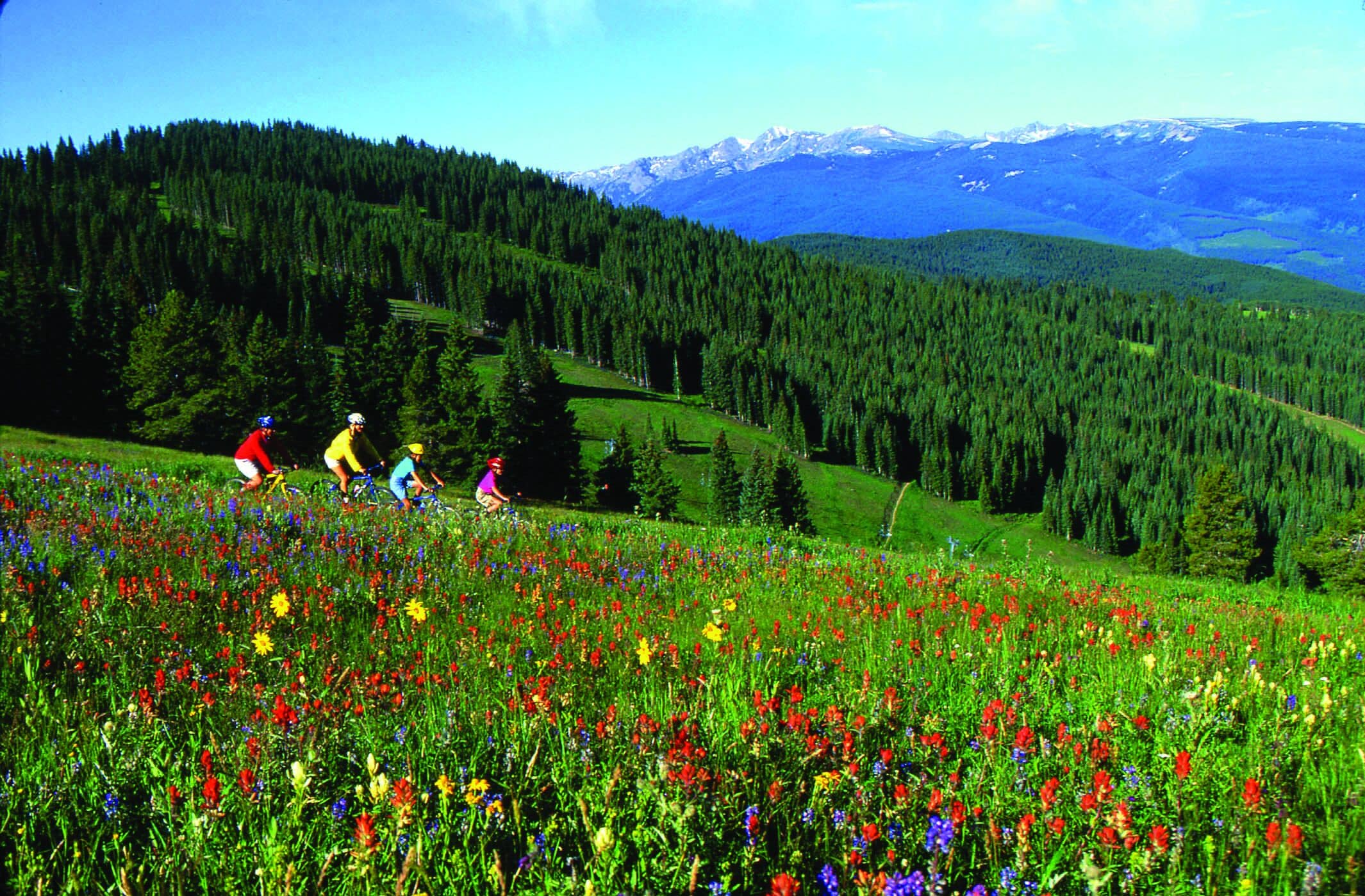 Eine gebirgige Landschaft mit einem Feld bunter Wildblumen und einem klaren Himmel.