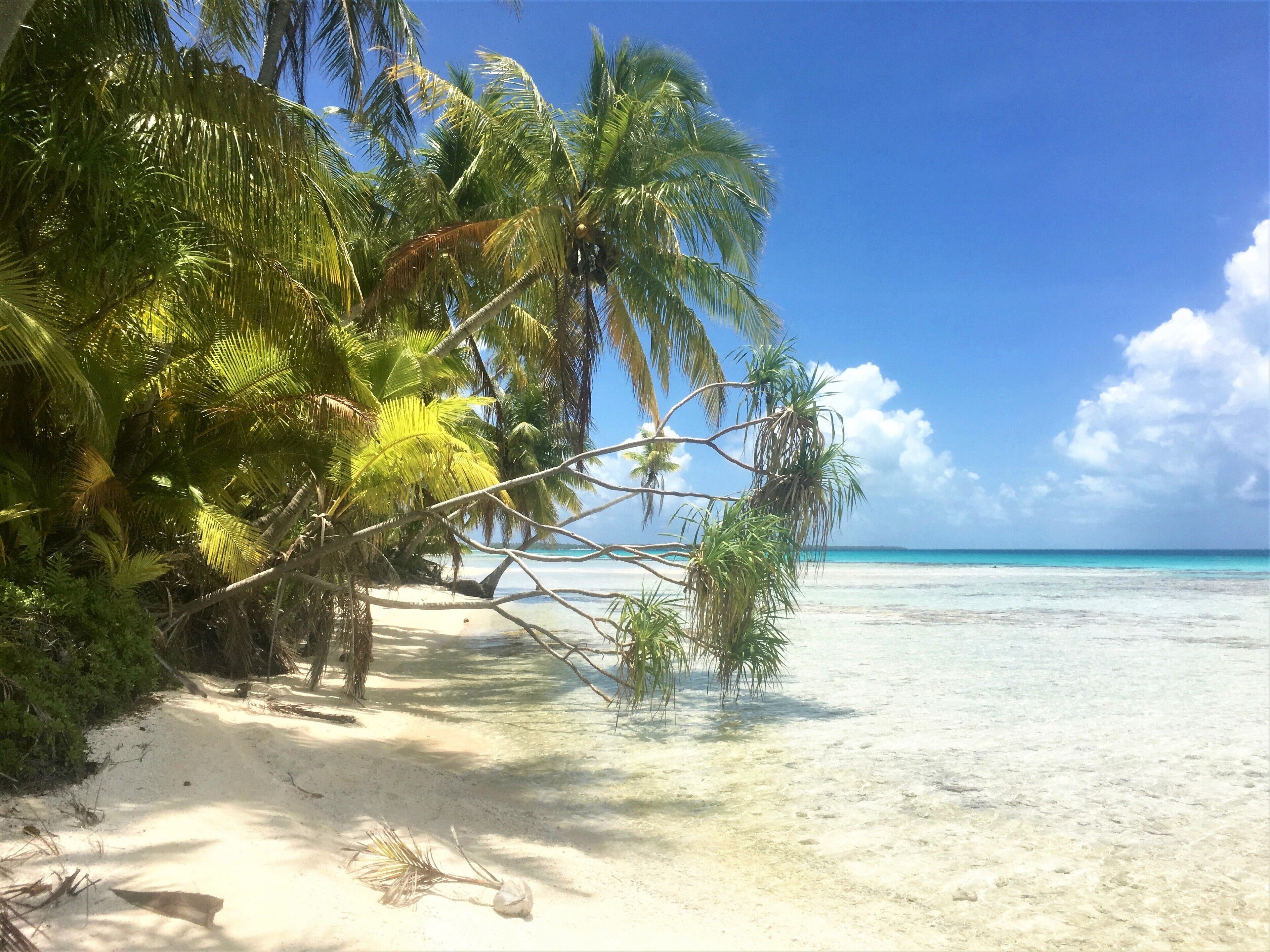 Una playa con palmeras y agua azul cristalina.