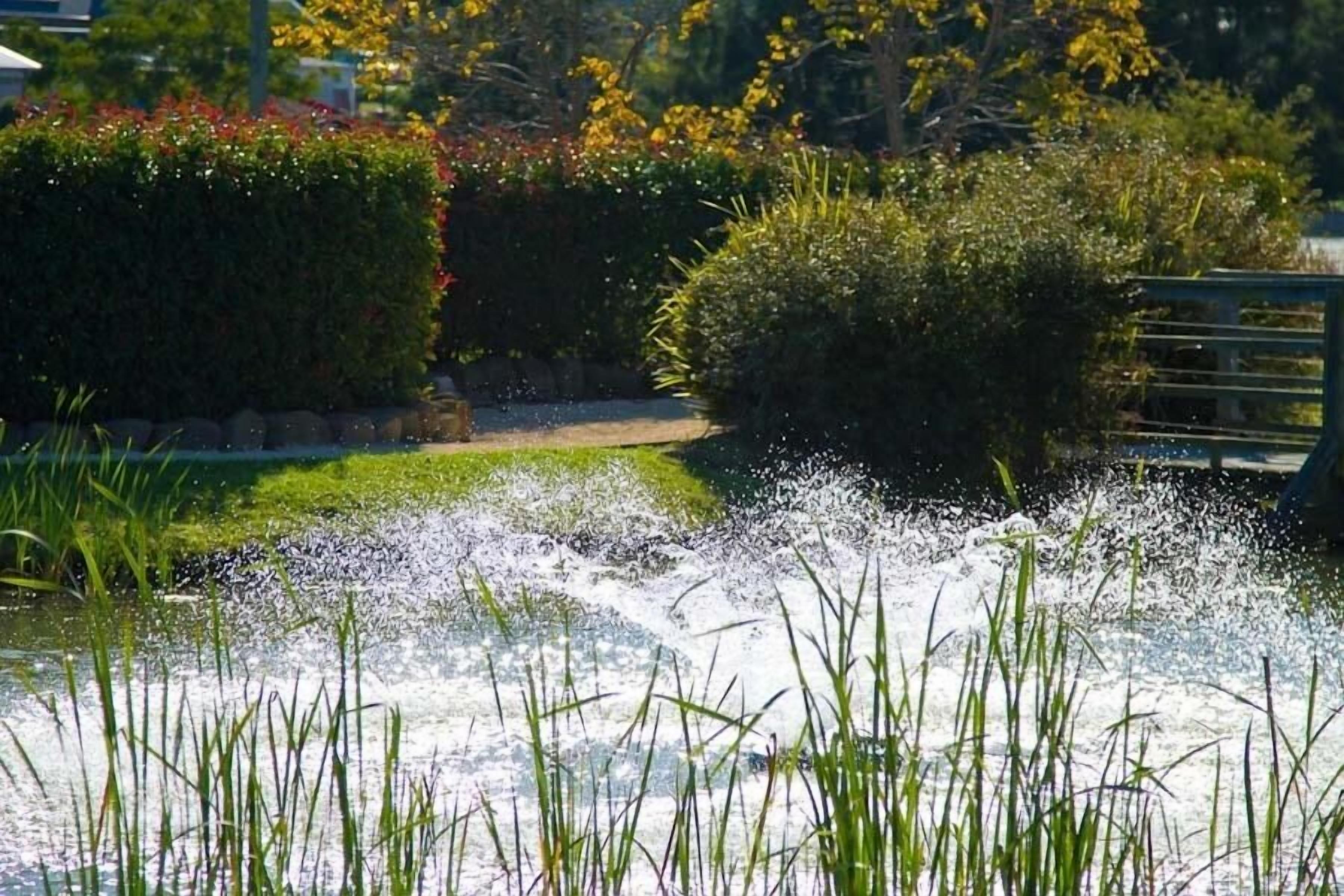 Un jardín con fuente de agua, follaje y un sendero.