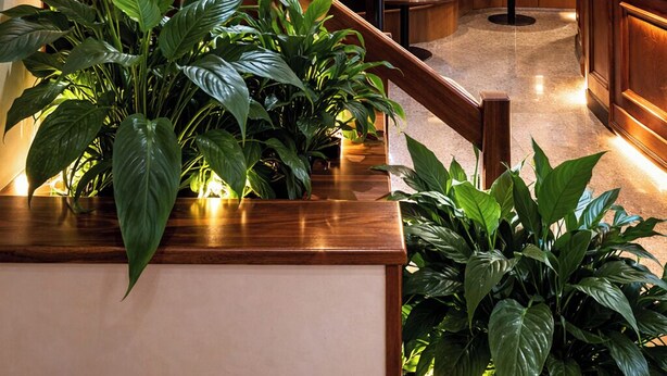Un interior modern amb escala de fusta, zona de seients i plantes en testos.