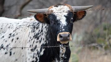 A cow with a prominent horn and black and white spots, standing behind a barbed wire fence.